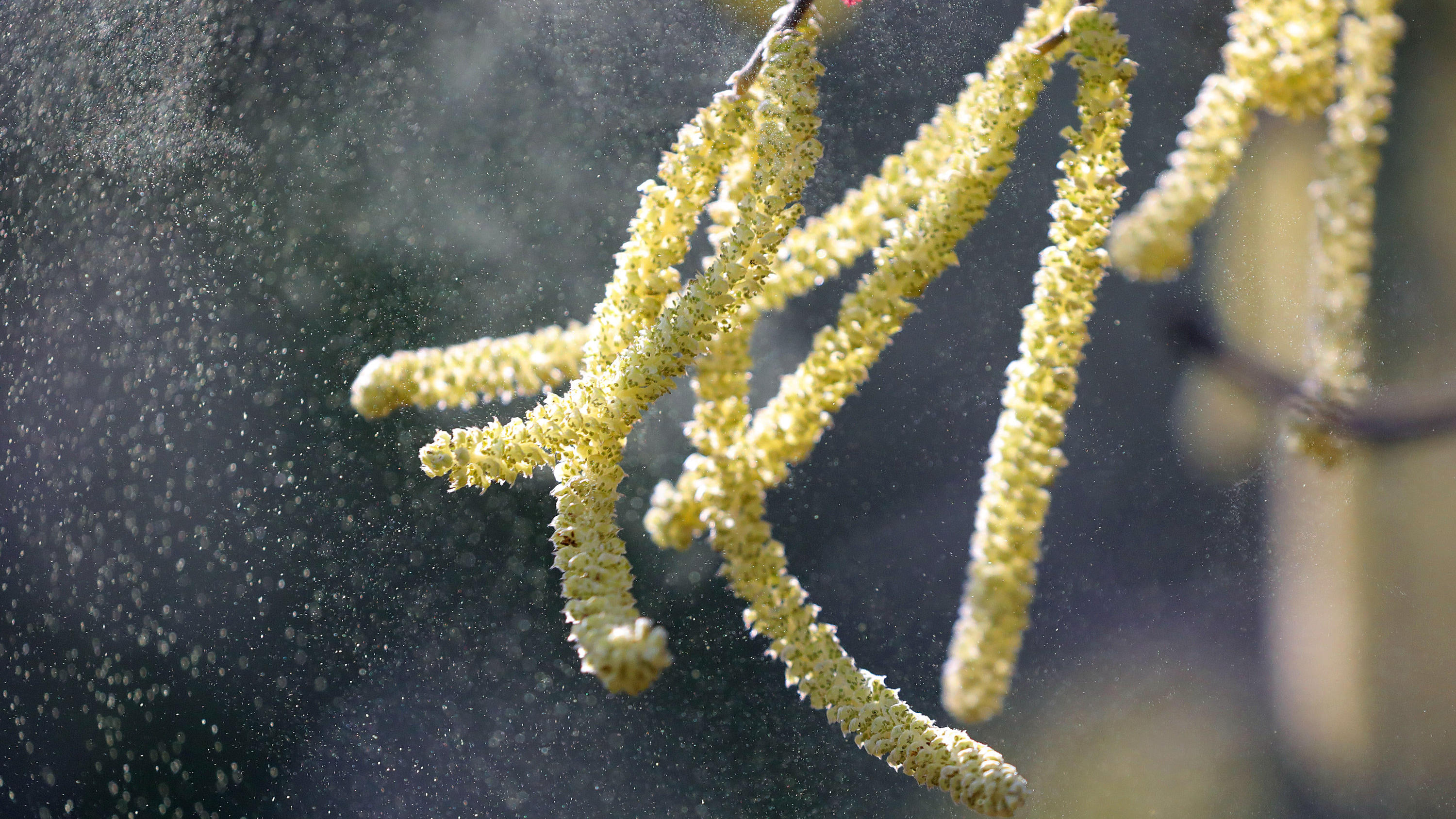 Wetter-Check: Das alles kann der Dezember ARCHIV : Pollen vom Hasel fliegen durch eine Parkanlage. In Nordrhein-Westfalen sind vereinzelt erste Pollen unterwegs und können Allergikern zu schaffen machen. An sonnigen und wärmeverwöhnten Stellen hat der Hasel bereits zu blü