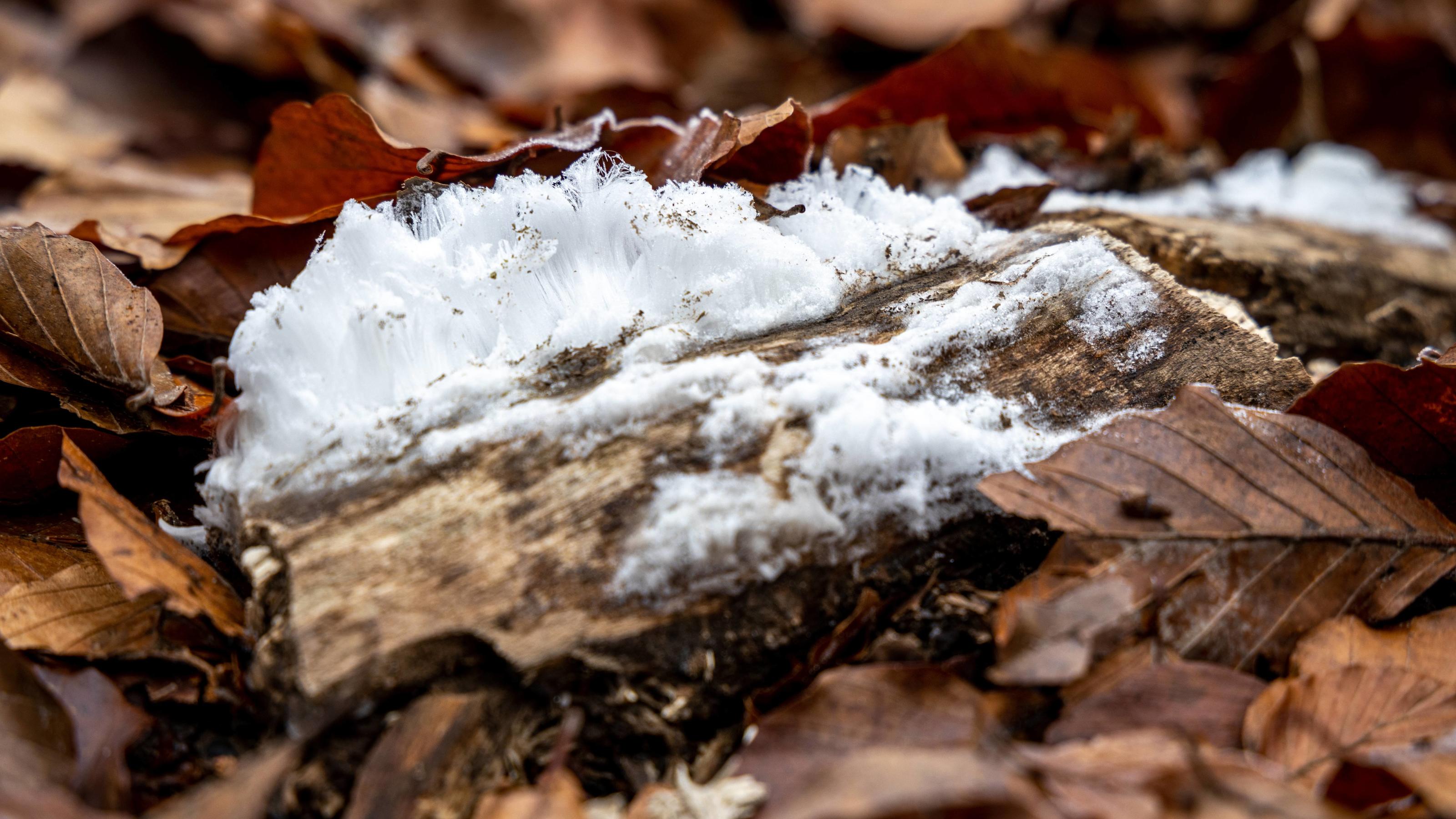 Haareis: Eiskalte Schönheit 01.12.2019, Schmitten (Hessen): Haareis an Totholz im Wald am Großen Feldberg. Haareis ist selten und entsteht nur bei bestimmten Bedingungen. | Verwendung weltweit