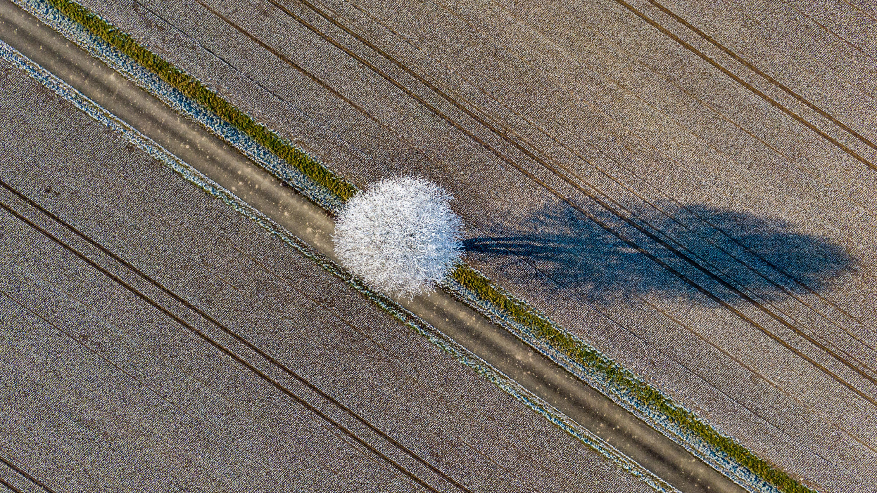 7-Tage-Wettertrend: Mini-Winter kommt am Wochenende 02.01.2020, Bayern, Kirchroth: Ein mit Raureif überzogener Baum steht an einem Weg und wirft einen langen Schatten (Luftaufnahme mit Drohne). Foto: Armin Weigel/dpa +++ dpa-Bildfunk +++