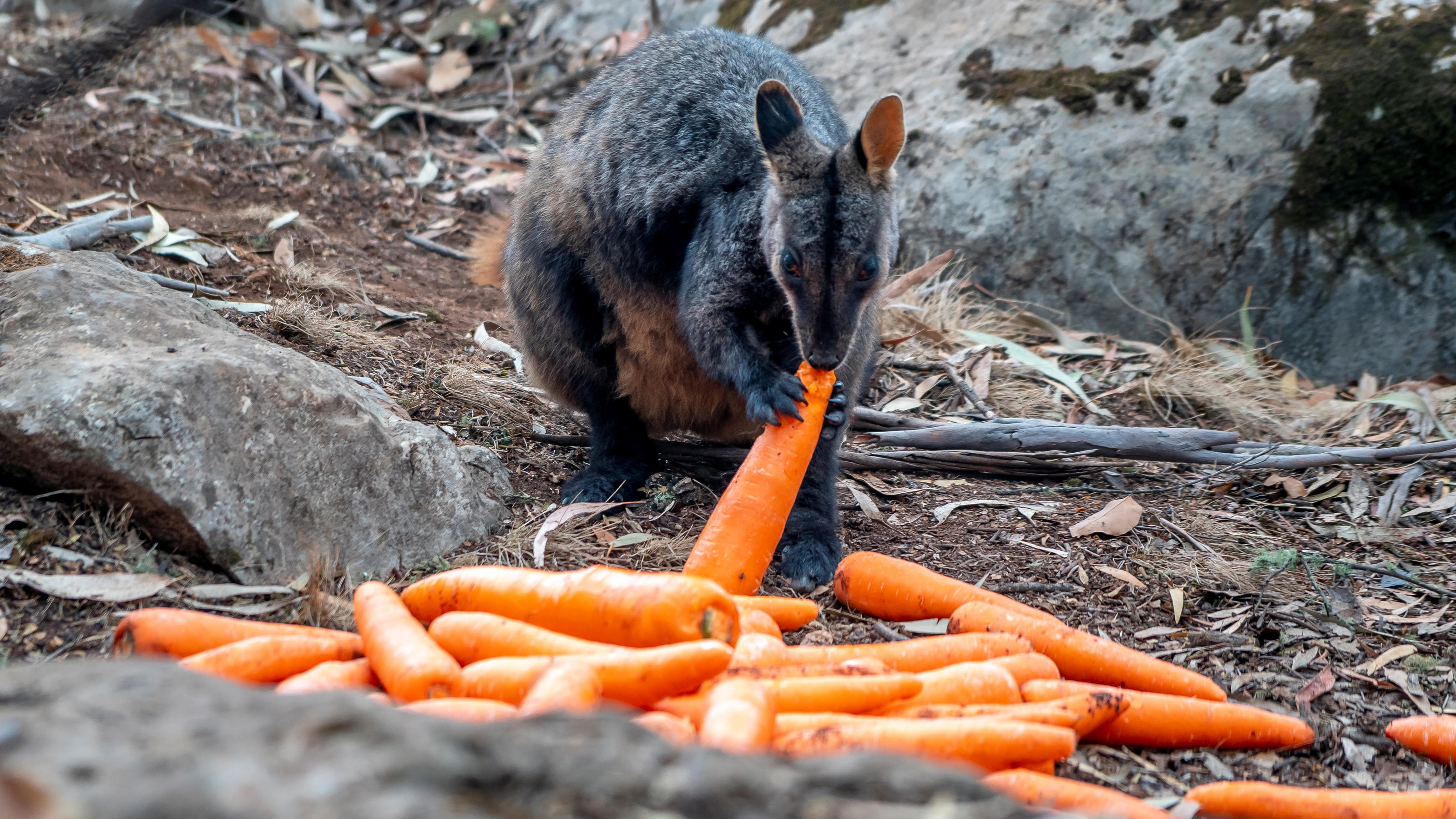 Buschfeuer in Australien: Feuerwehr hat eines der Ein Wallaby frisst eine der abgeworfenen Karotten.
