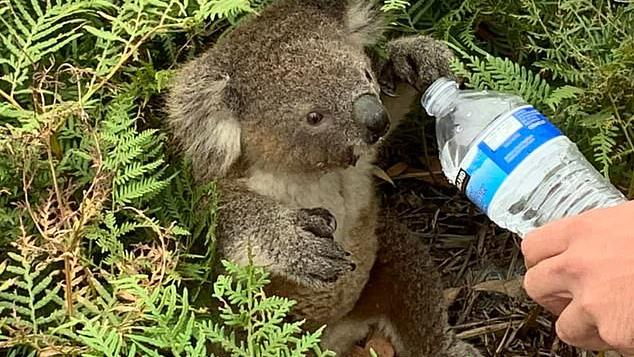 Koala Arnie stirbt, weil er bei seiner Rettung Wasser in die Lunge bekommt Damian Campbell-Davys reicht Koala Wasser
