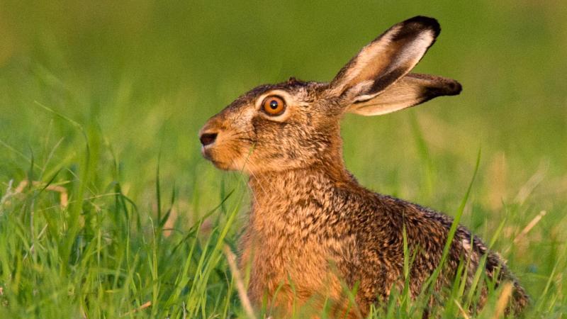 Achtung, Ansteckungsgefahr: Darum sollten wir tote Tiere niemals anfassen! Ein Feldhase hockt im Gras