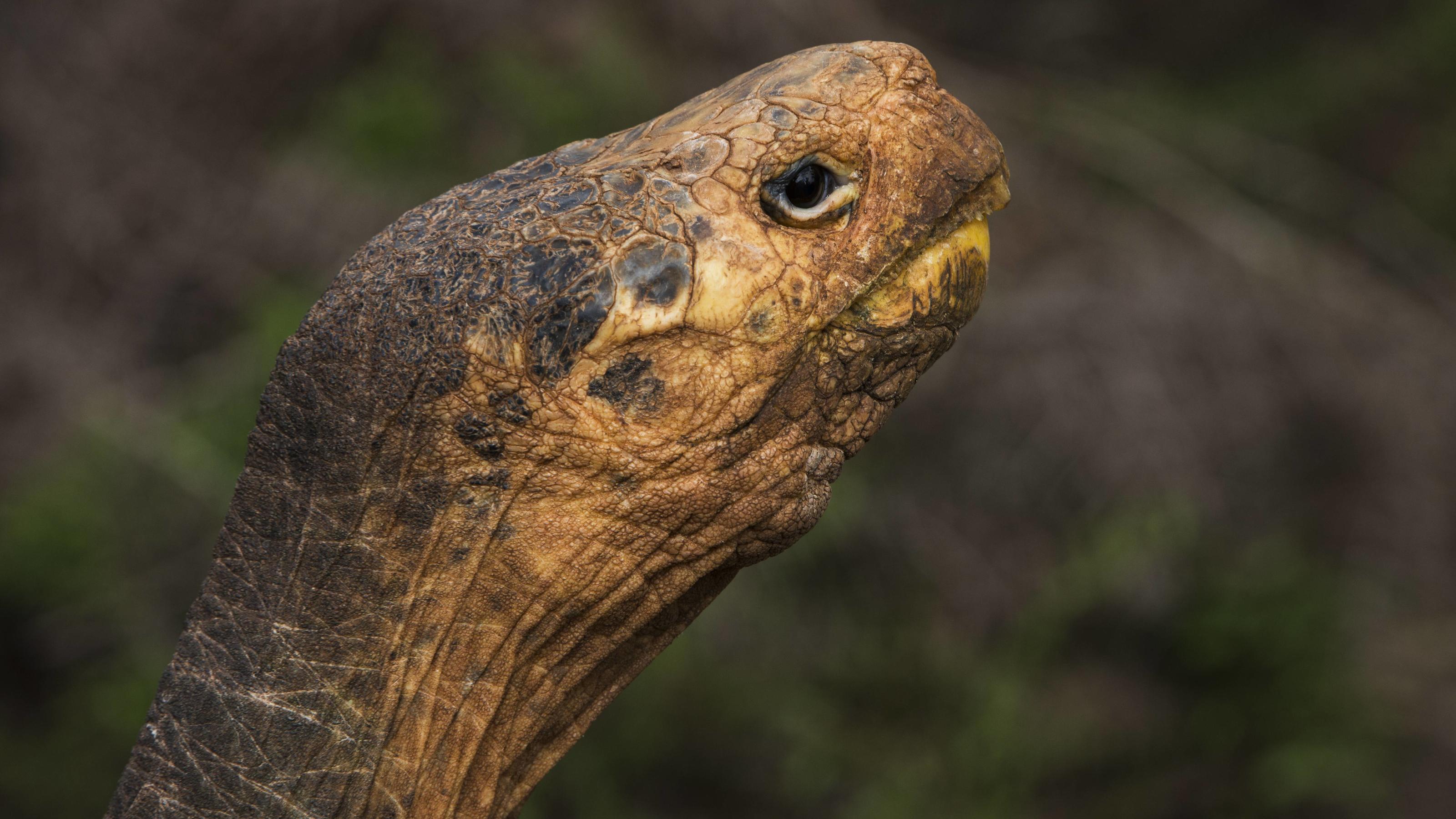 Dank seines Sexualtriebs: Riesenschildkröte Diego rettete seine Art fast im Alleingang Riesenschildkröte Diego