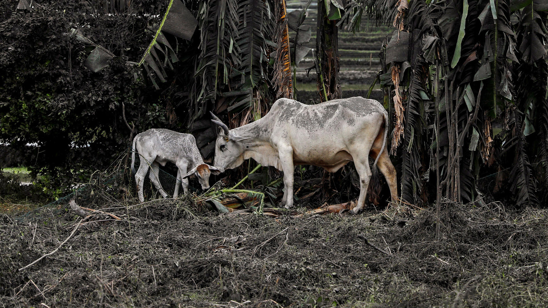 Vulkan Taal: Explosiver Ausbruch möglich Cows partly covered by ashes eat grass in a land nearby the erupting Taal Volcano in Talisay, Batangas, Philippines, January 13, 2020. REUTERS/Eloisa Lopez