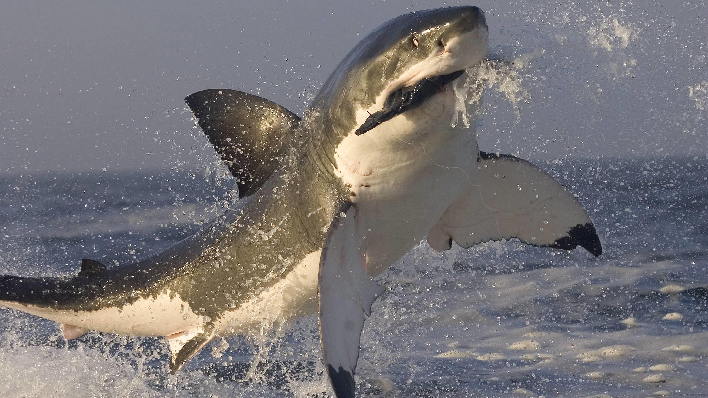 Freude über Hai-Sichtung am Badestrand Great white shark Carcharodon carcharias breaching whilst attacking seal decoy, Seal Island, False Bay South Africa. PUBLICATIONxINxGERxSUIxAUTxONLY 1444977 Chrisx&xMoniquexFallows