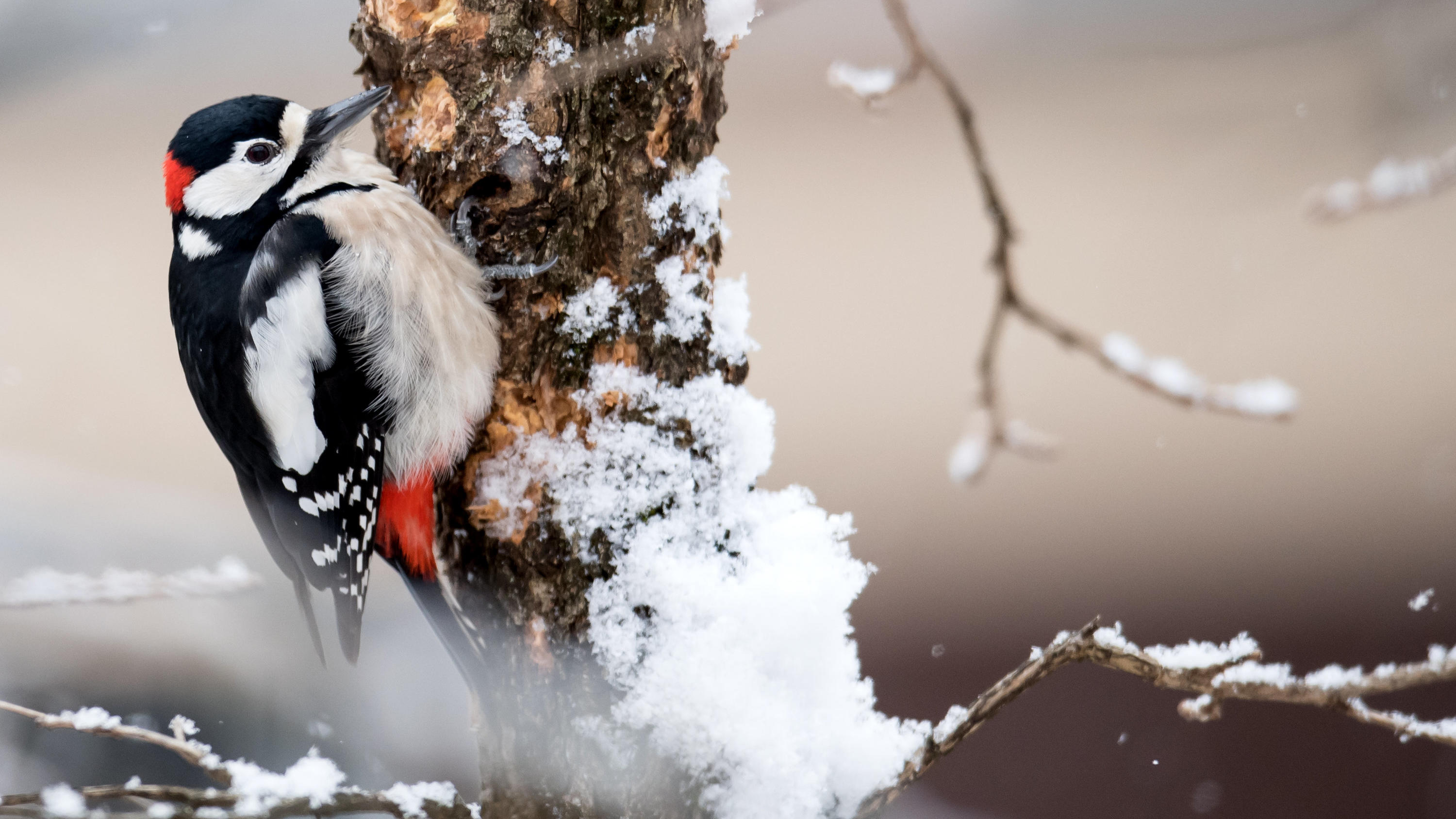 Mehr Vögel im Umfeld machen so glücklich wie eine Gehaltserhöhung ARCHIV - 16.01.2017, Bayern, München: Ein Buntspecht sitzt auf einem schneebedeckten Haselnussbaum. Amsel, Meise oder Rotkehlchen? Vom 10. bis 12. Januar ruft der Naturschutzbund Deutschland (Nabu) zu seiner traditionellen Wintervogel-Zählung auf. An