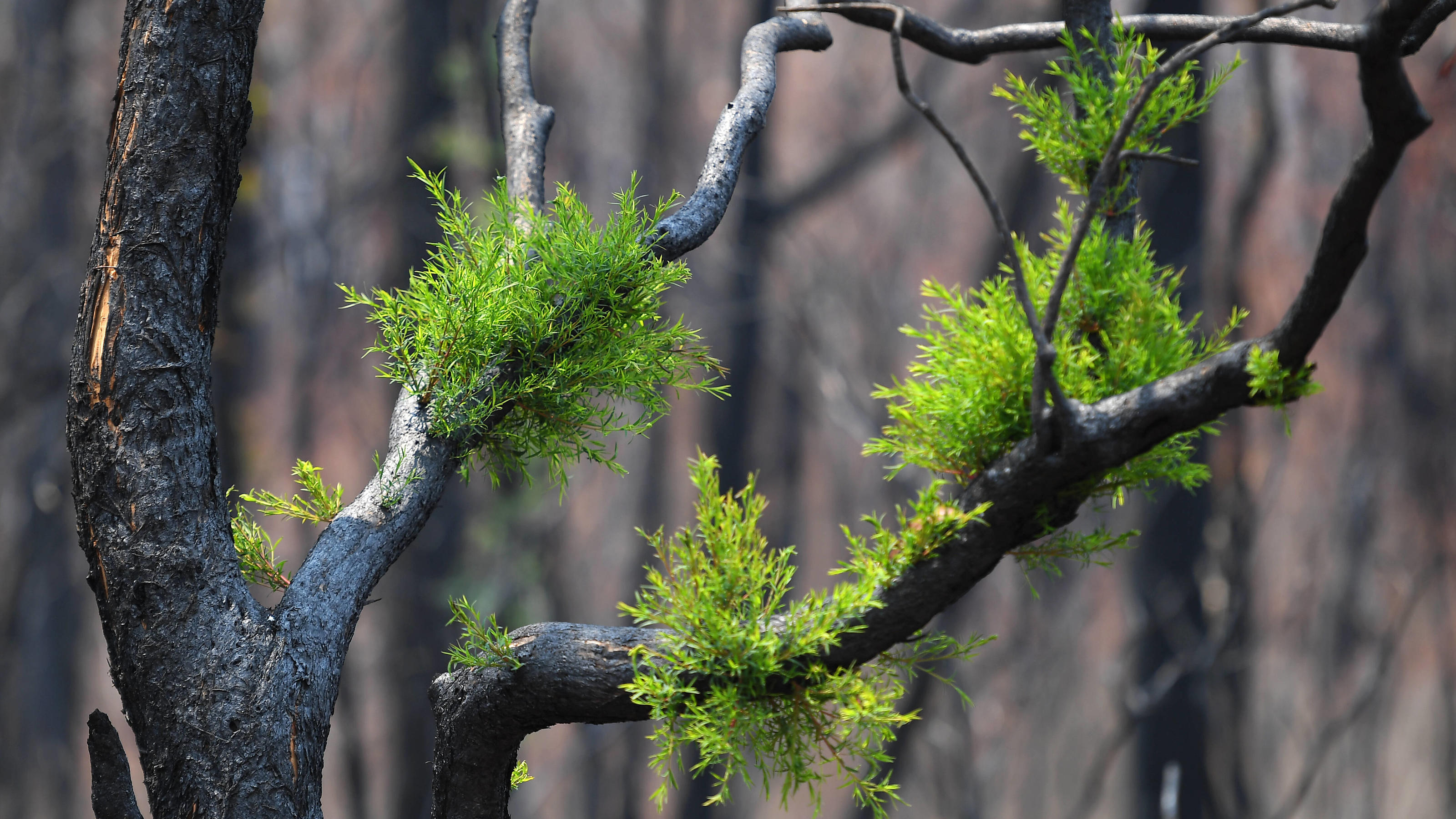 Australien: Folgen für die Pflanzenwelt BUSHFIRES NSW NATIVE REGROWTH, Regrowth is seen on bushfire damaged trees outside of Bateman s Bay, South of Sydney, Wednesday, January 15, 2020. ACHTUNG: NUR REDAKTIONELLE NUTZUNG, KEINE ARCHIVIERUNG UND KEINE BUCHNUTZUNG SYDNEY NSW AUSTRALIA PUBLI
