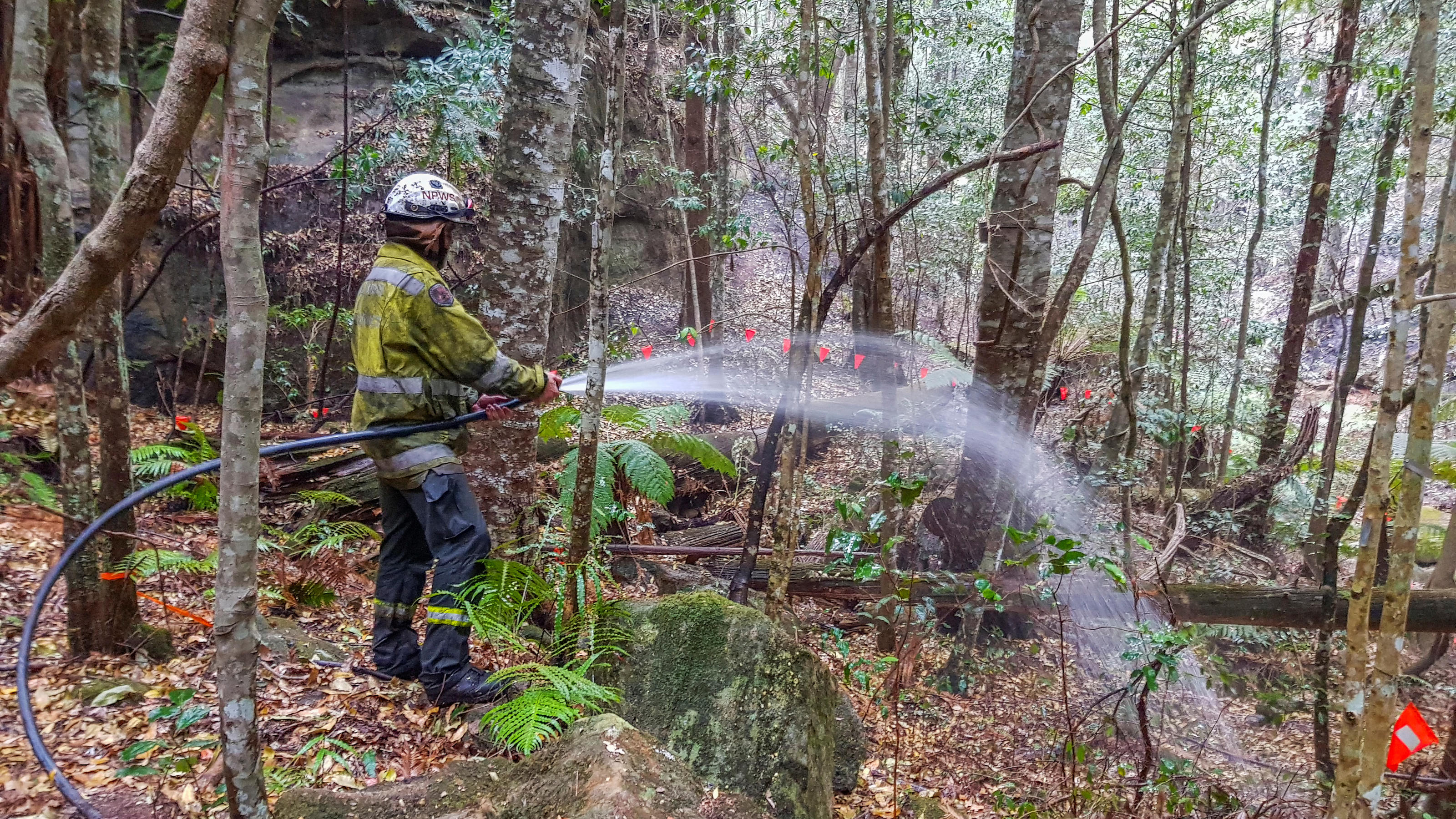 Wollemi Nationalpark: Spezialkräfte retten Urzeit-Bäume A member of the specialist team of remote-area firefighters and parks staff sprays water on an area with endangered Wollemi Pines to protect them from bushfires at Wollemi National Park, New South Wales, Australia mid-January 2020. NSW NPWS/Handout v