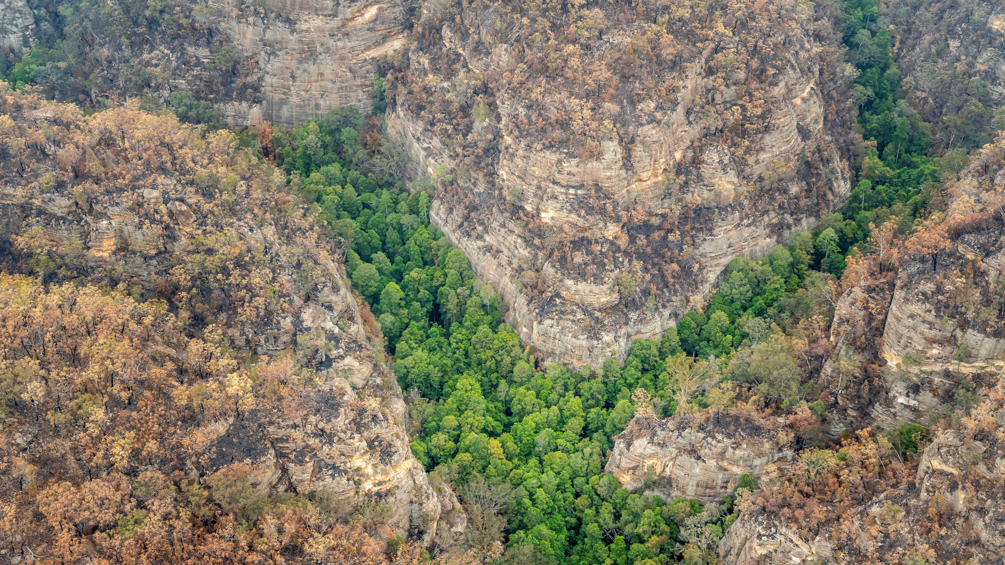 Wollemi Nationalpark: Spezialkräfte retten Urzeit-Bäume An aerial view of Wollemi National Park where endangered Wollemi Pines are being protected from bushfires by a specialist team of remote-area firefighters and parks staff at New South Wales, Australia mid-January 2020. NSW NPWS/Handout via REUTERS AT