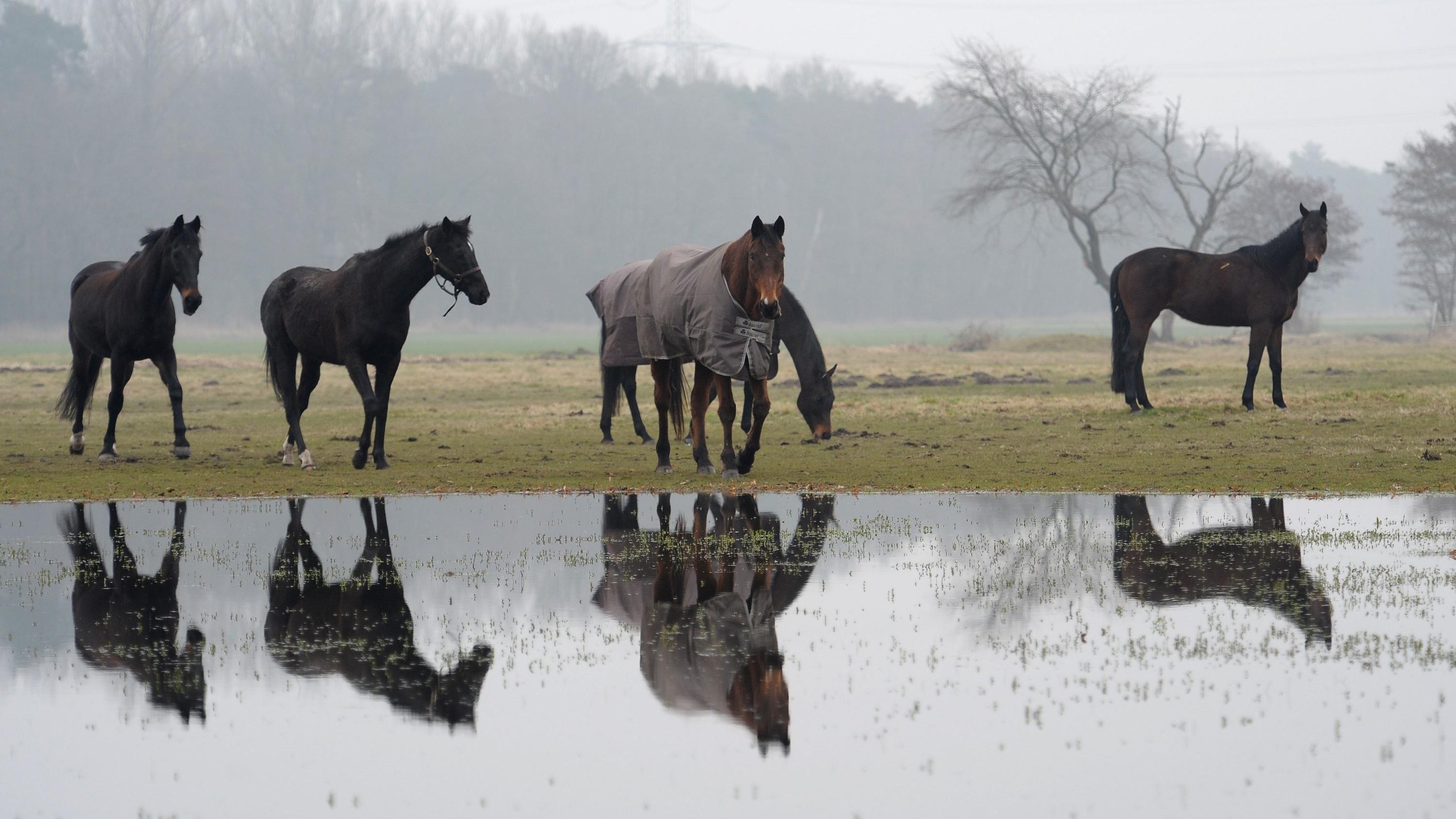 Februar 2020: Rettet er die Winter-Bilanz? Pferde spiegeln sich am Freitag (18.02.2011) bei neblig-trüben Wetter in einer Wasseransammlung auf einer Wiese im südpfälzischen Haßloch. Graues und trübes Wetter mit vereinzelt leichten Regen gibt es laut Vorhersage. Foto: Ronald Wittek dpa/lrs ++