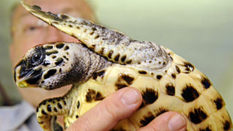 So retten die Frauen tausende Babyschildkröten Eine Echte Karettschildkröte wird am Mittwoch (16.12.2009) im Zoo von Frankfurt am Main den Journalisten präsentiert. Die Meeresschildkröte gehört zu einer Gruppe von insgesamt fünf Tieren, die in den kommenden Tagen auf die Seychellen geflogen und d