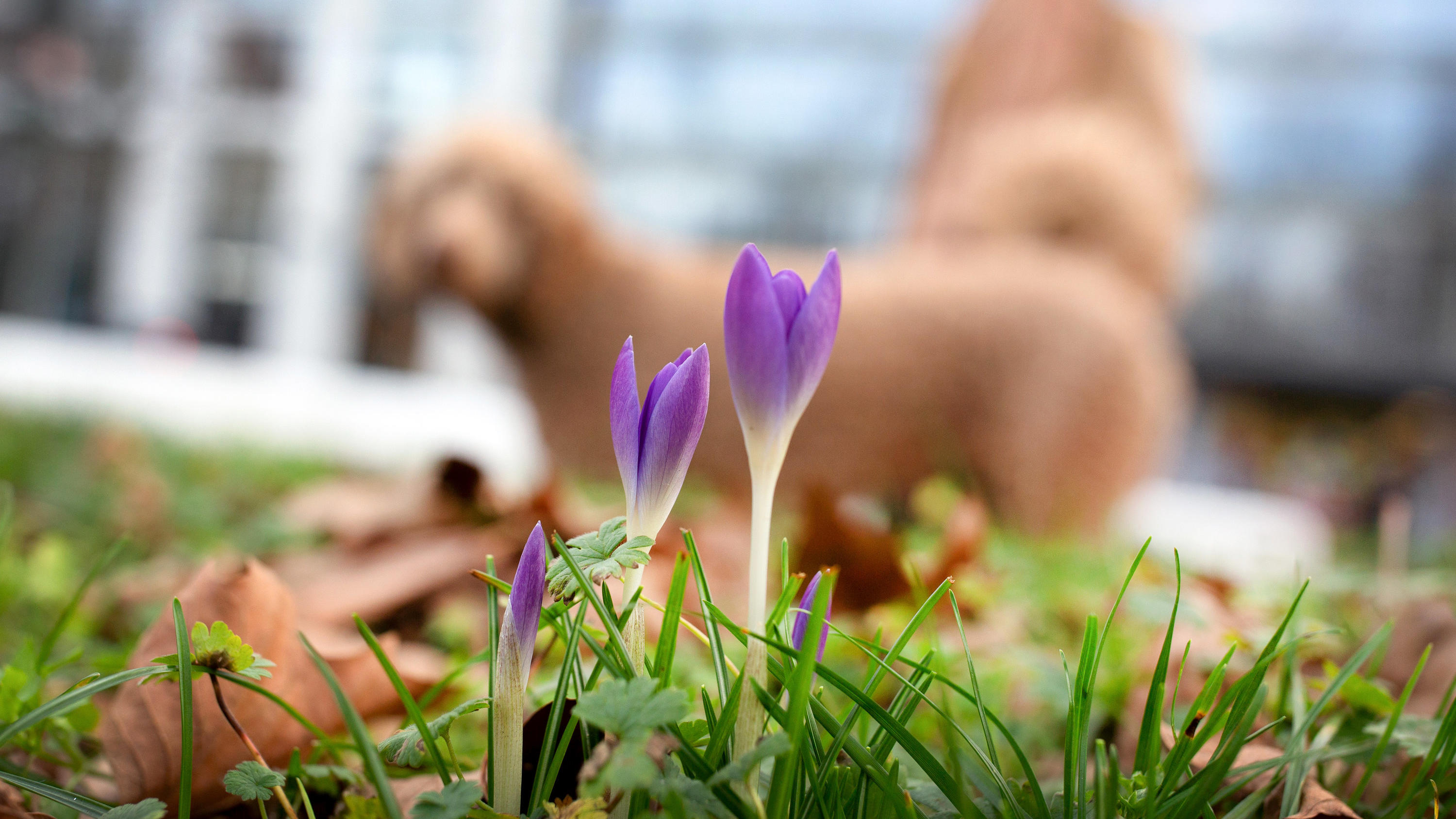 Wetter-Rückblick vom Januar 2020: Der trockene, milde Januar ohne Schnee 30.01.2020, Nordrhein-Westfalen, Düsseldorf: Krokusse blühen in einem Park in der Innenstadt. Die Temperaturen in Nordrhein-Westfalen werden zum Ende der Woche ungewöhnlich mild. Bei Höchsttemperaturen von 11 bis 14 Grad, im Bergland um 9 Grad, werde