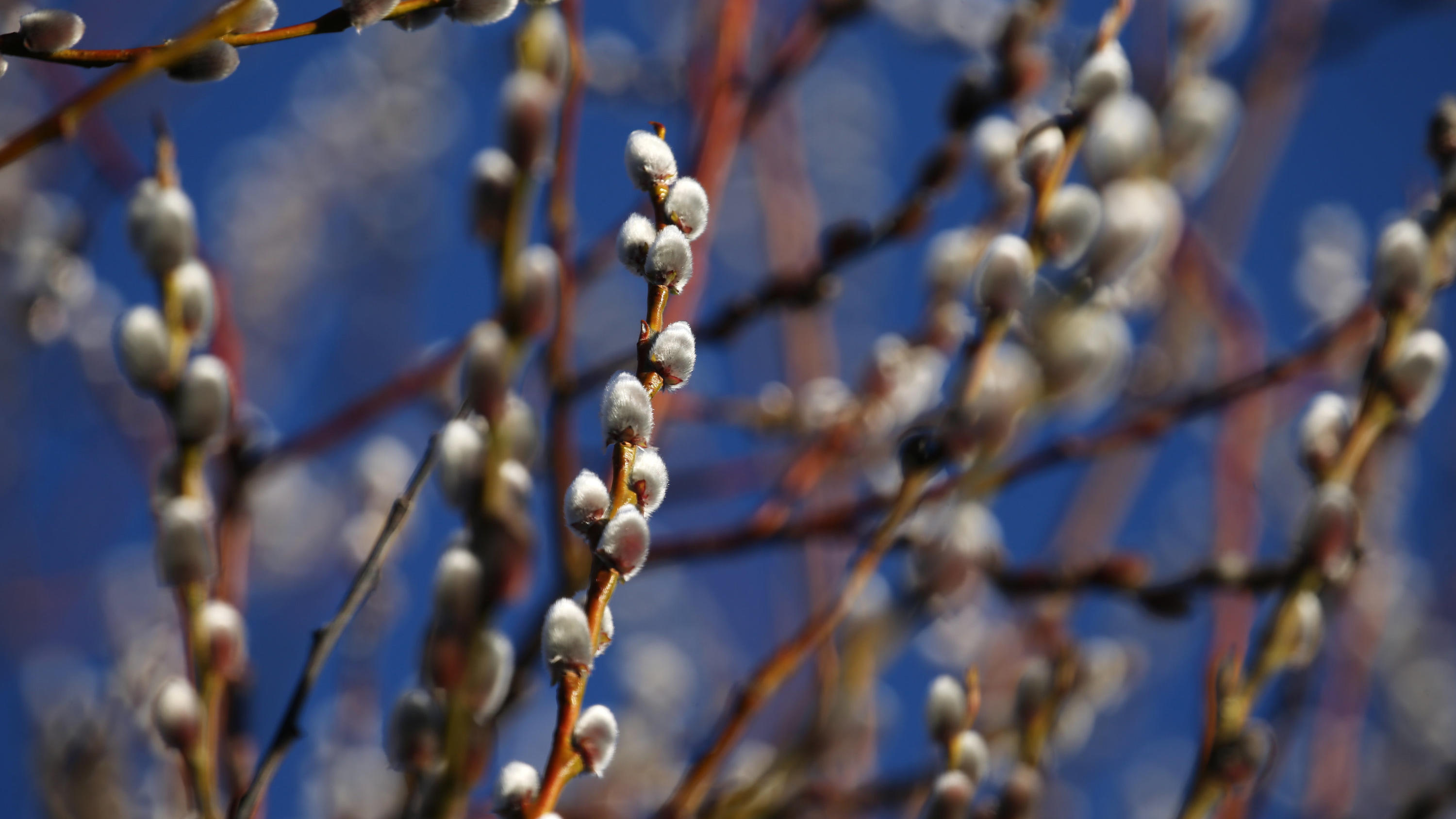 Januar 2020: Die wärmsten, trockensten und sonnigsten Orte in Deutschland 30.01.2020, Bayern, Kaufbeuren: Palmkätzchen stehen vor blauem Himmel im Sonnenschein. Foto: Karl-Josef Hildenbrand/dpa +++ dpa-Bildfunk +++