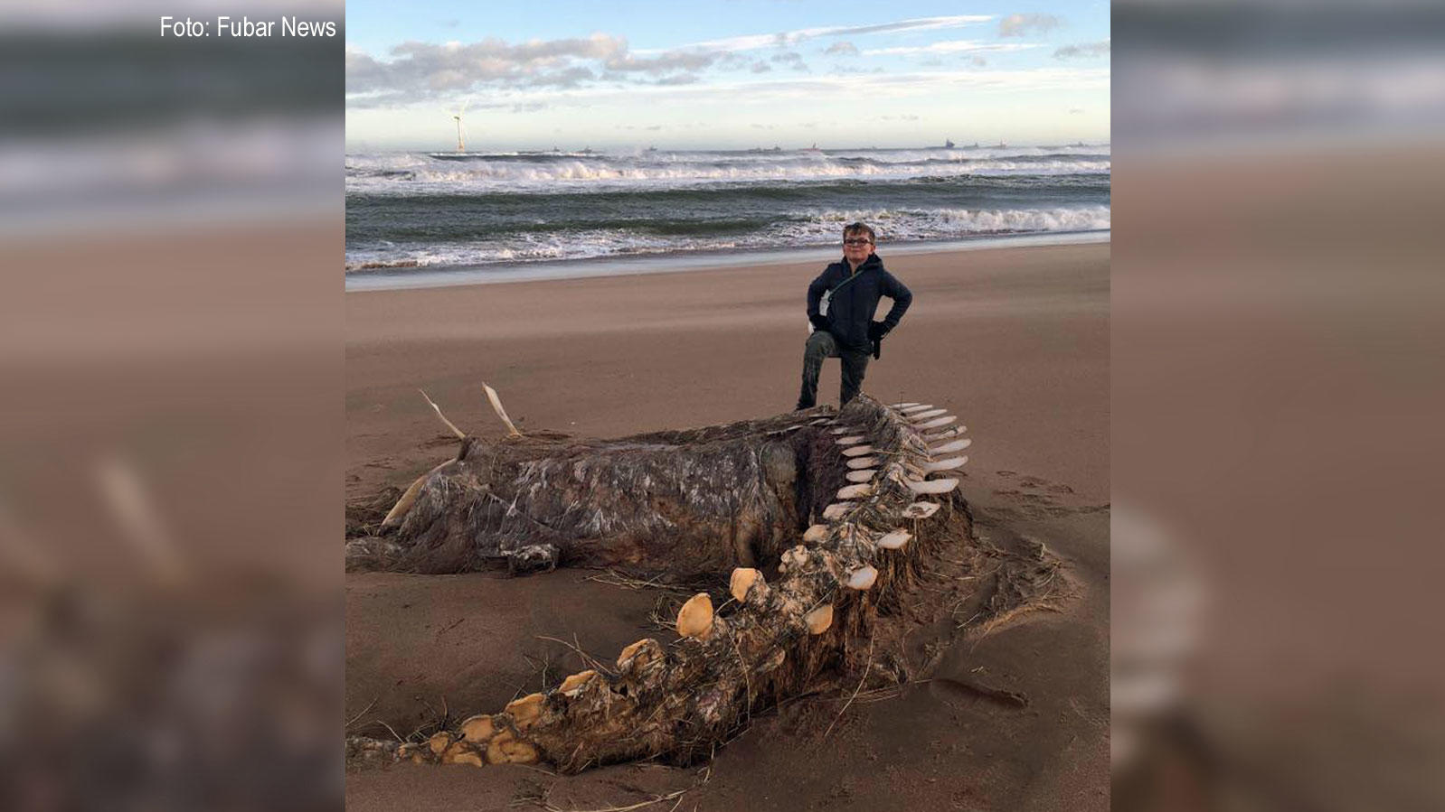 Ist es Nessie? Riesenskelett an schottischer Küste löst wilde Spekulationen aus Nessie