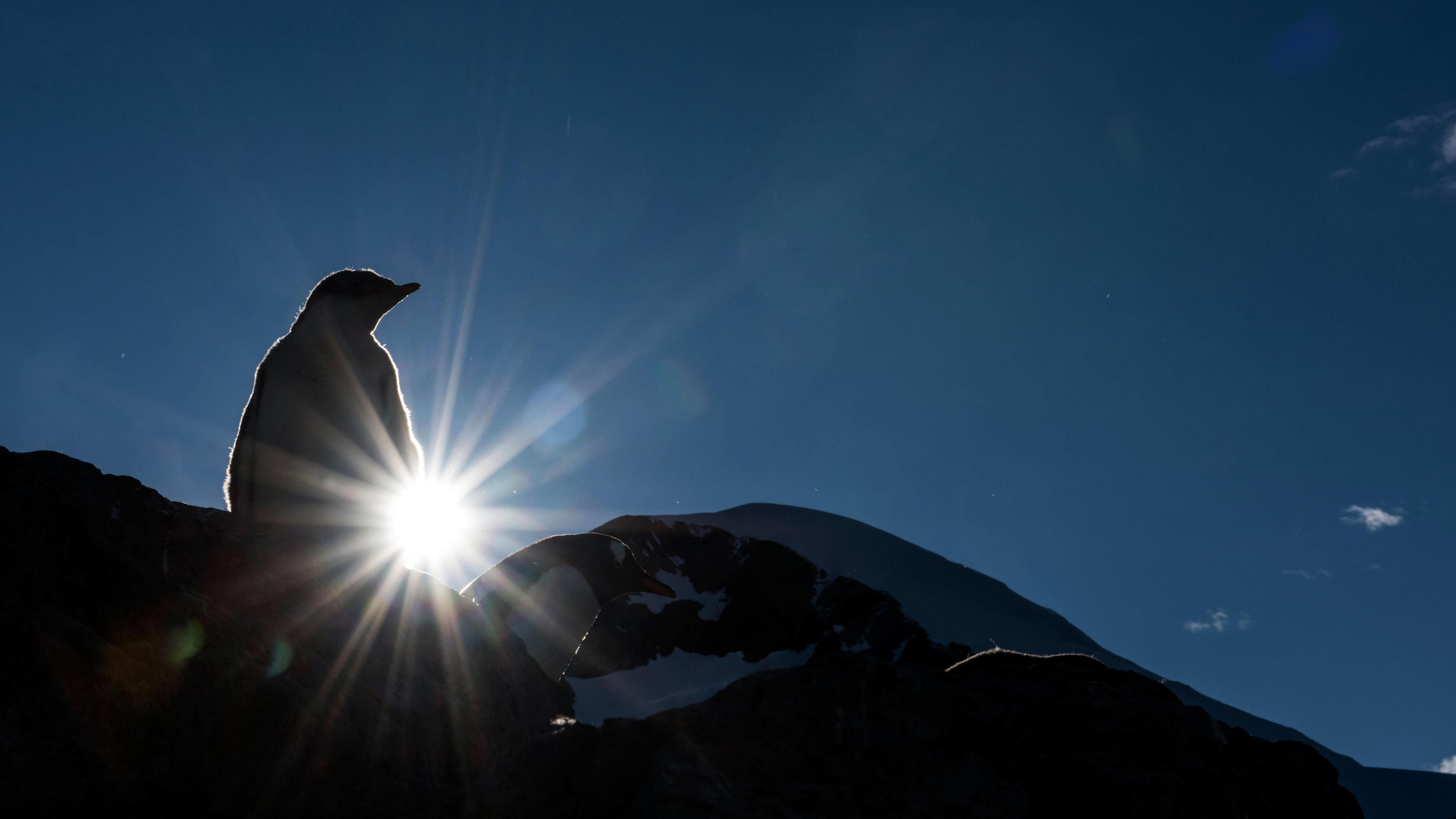 Über 20 Grad! Antarktis schwitzt und schrumpft Gentoo Penguin chick on rock silhouetted at dawn. PUBLICATIONxINxGERxSUIxAUTxONLY Copyright: MaryxEvansxxRenatoxGranieri 11672020