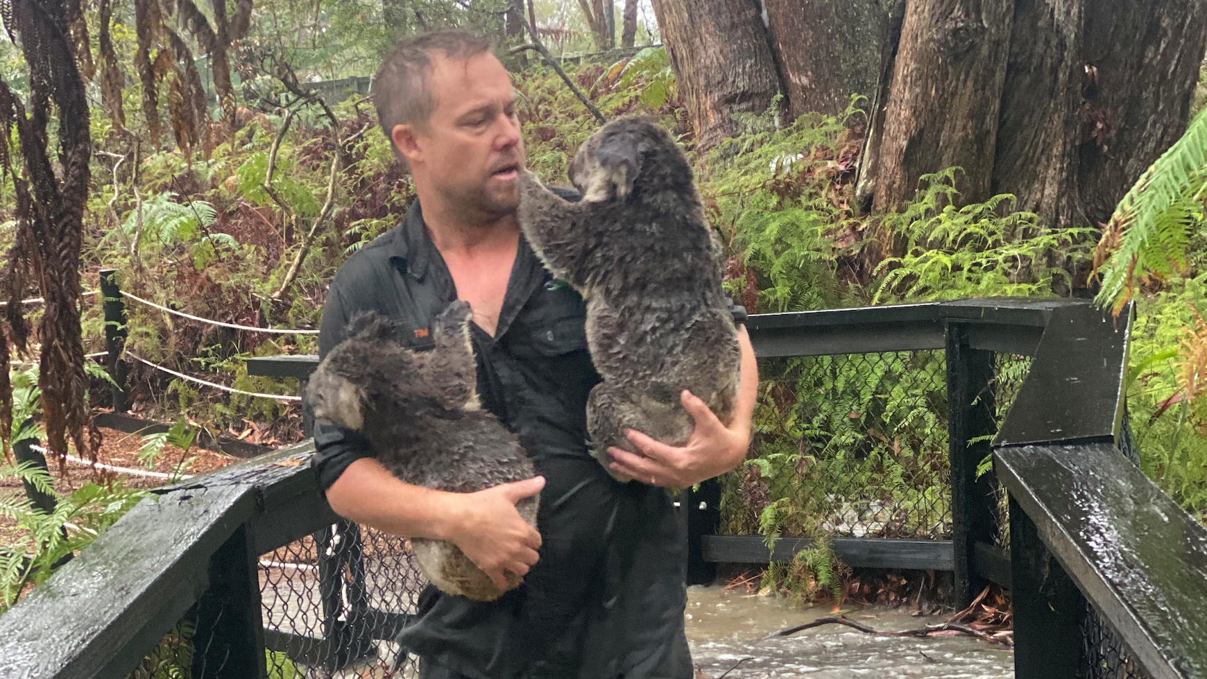 Australien: Alle Brände in Bundesstaat New South Wales unter Kontrolle A supplied image shows park staff moving koalas to drier enclosures during a flash-flood at the Australian Reptile Park in Somersby, NSW, Australia, January 17, 2020. Mandatory credit AAP Image/Supplied by the Australian Reptile Park/via REUTERS