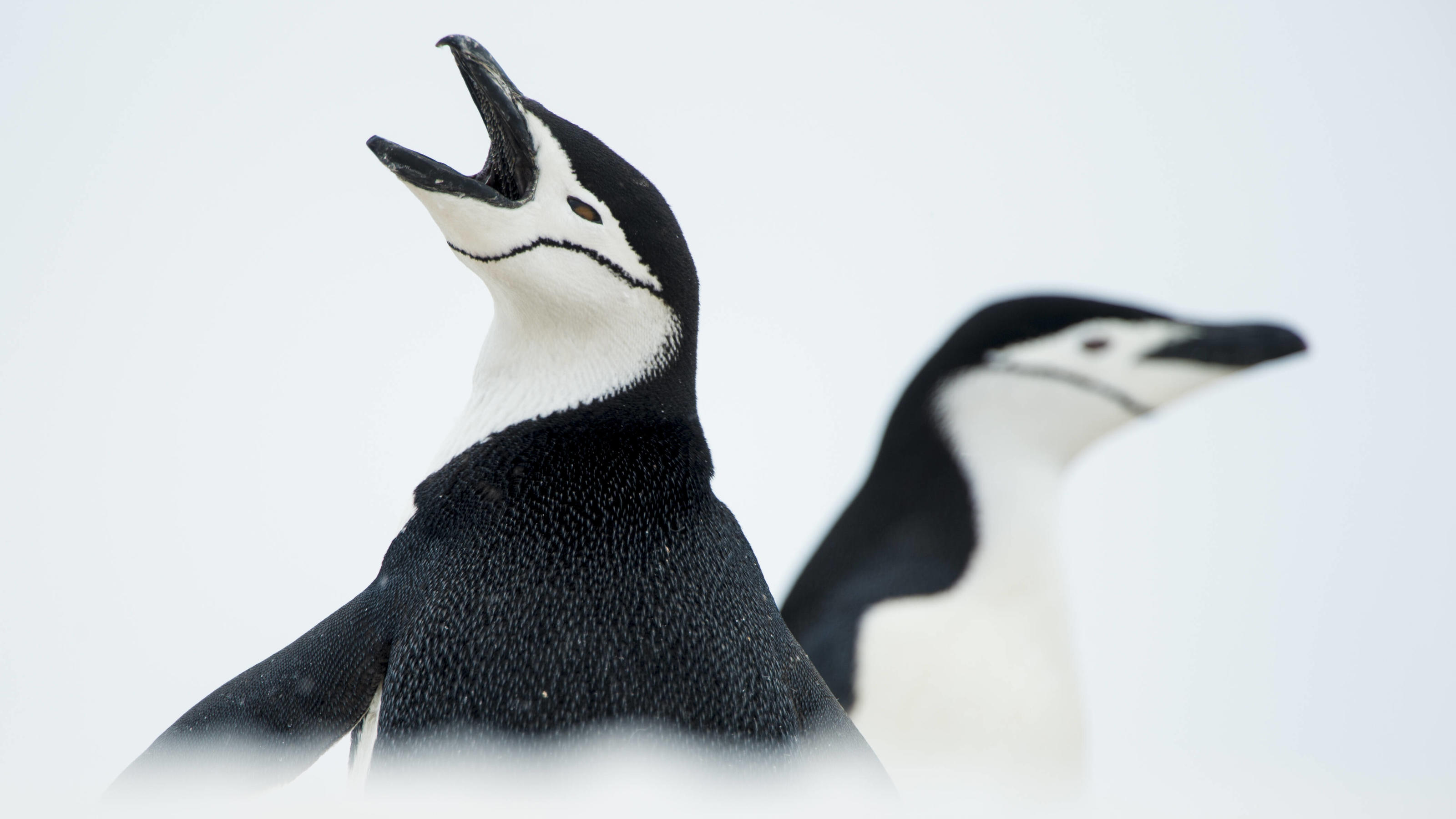 Eine Zählung in der Antarktis beweist: Mehr als 50 Prozent Pinguine fehlen Chinstrap penguins Pygoscelis antarcticus calling, South Shetland Islands, Antarctica. PUBLICATIONxINxGERxSUIxAUTxONLY 1562238 InakixRelanzon