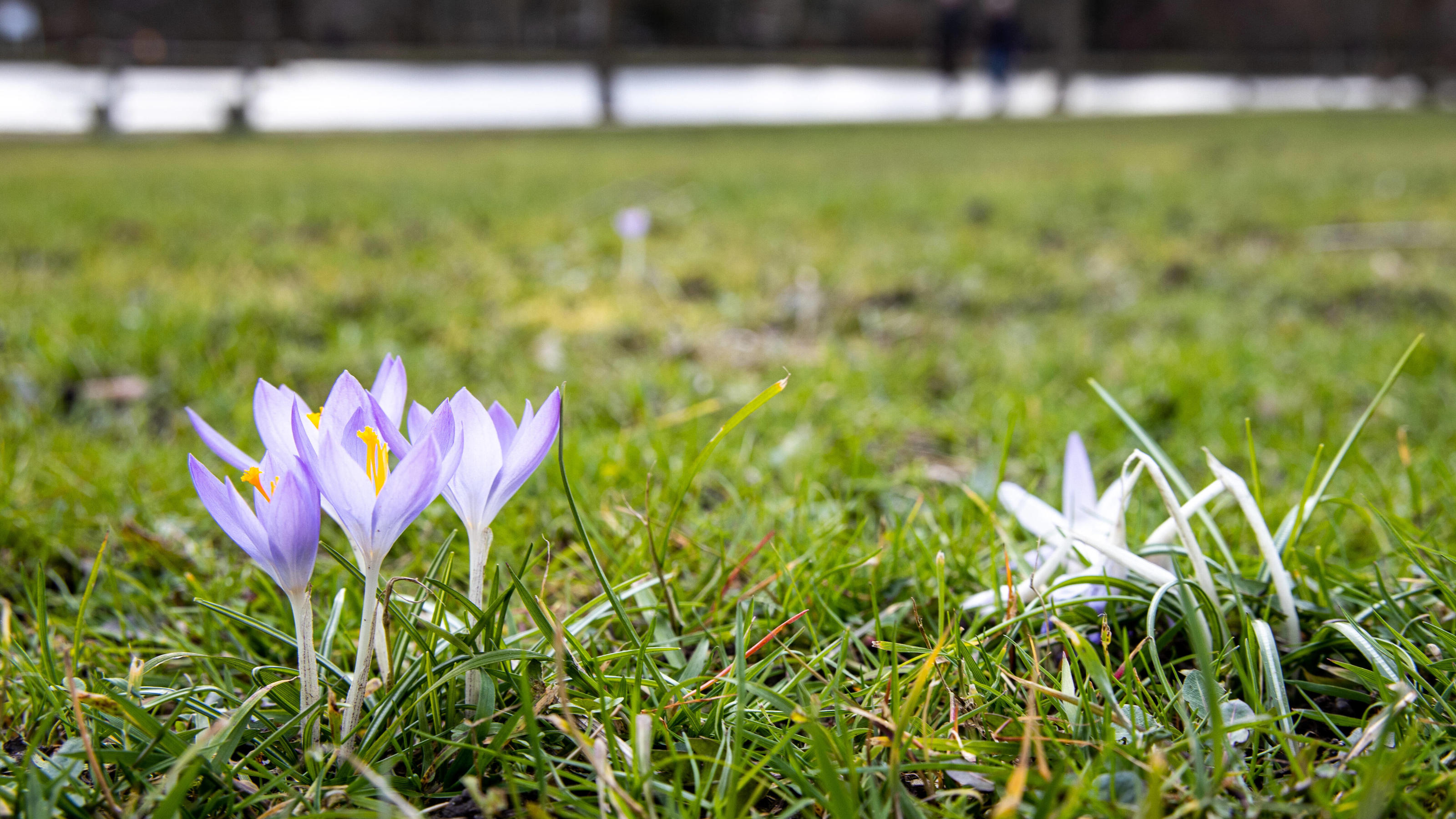7-Tage-Wettertrend: Wechselhaft und oft ungemütlich News Bilder des Tages Blühende Krokusse 16.02.2020, Oberursel Hessen: Krokusse blühen auf einer Wiese. Die milden Temperaturen an diesem Wochenende waren für die aktuelle Jahreszeit deutlich zu warm., Oberursel Deutschland *** Flowering crocuses 16 0