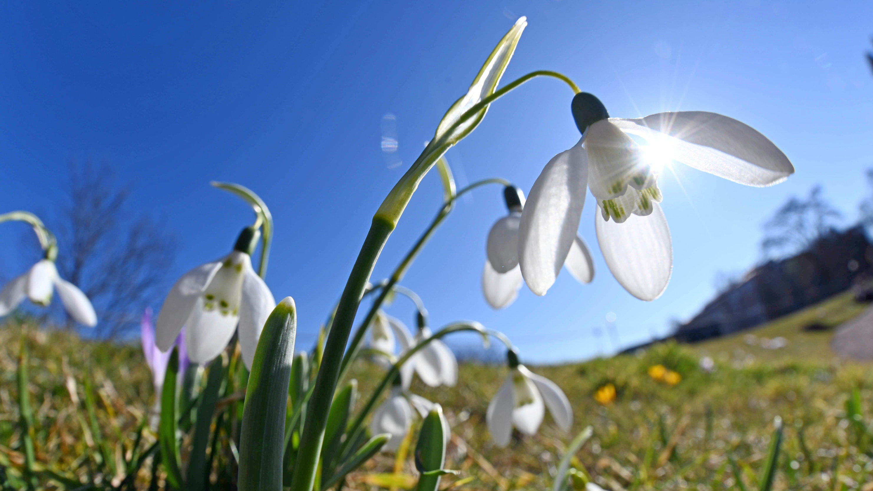 Der Unterschied zwischen Vor-, Erst- und Vollfrühling? 18.02.2019, Baden-Württemberg, Karlsruhe: Bei frühlingshaften Temperaturen, blauem Himmel und Sonnenschein, blühen im Botanischen Garten Karlsruhe Schneeglöckchen. Foto: Uli Deck/dpa +++ dpa-Bildfunk +++