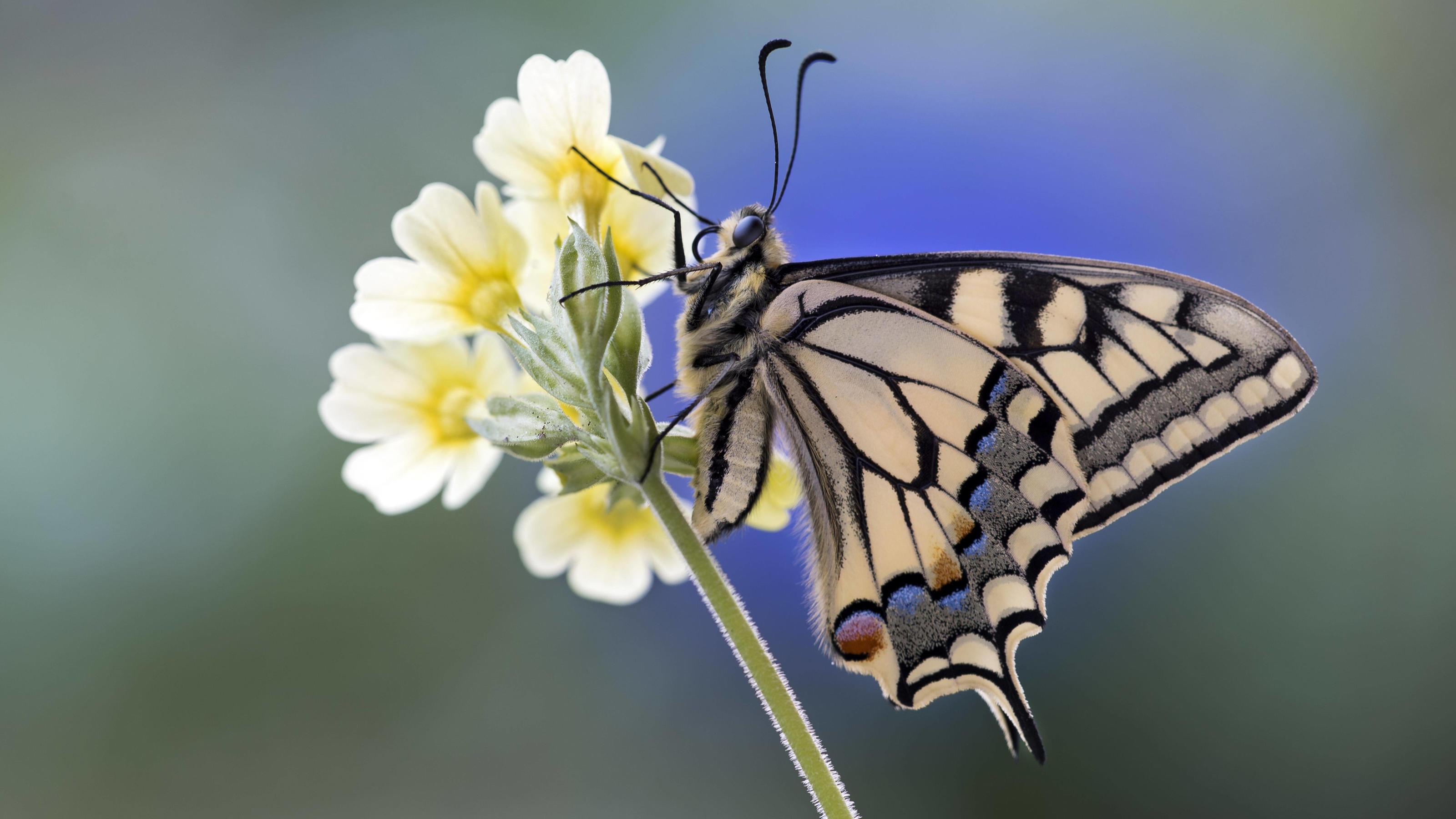 Rehkitze retten mit Drohnen und viel Liebe Schwalbenschwanz Papilio machaon, auf Schlüsselblume, Tirol, Österreich, Europa *** Swallowtail Papilio machaon on Cowslip Tirol Austria Europe Copyright: imageBROKER/AdelheidxNothegger ibxano04663712.jpg Bitte beachten Sie die gesetzlichen Bestimmu