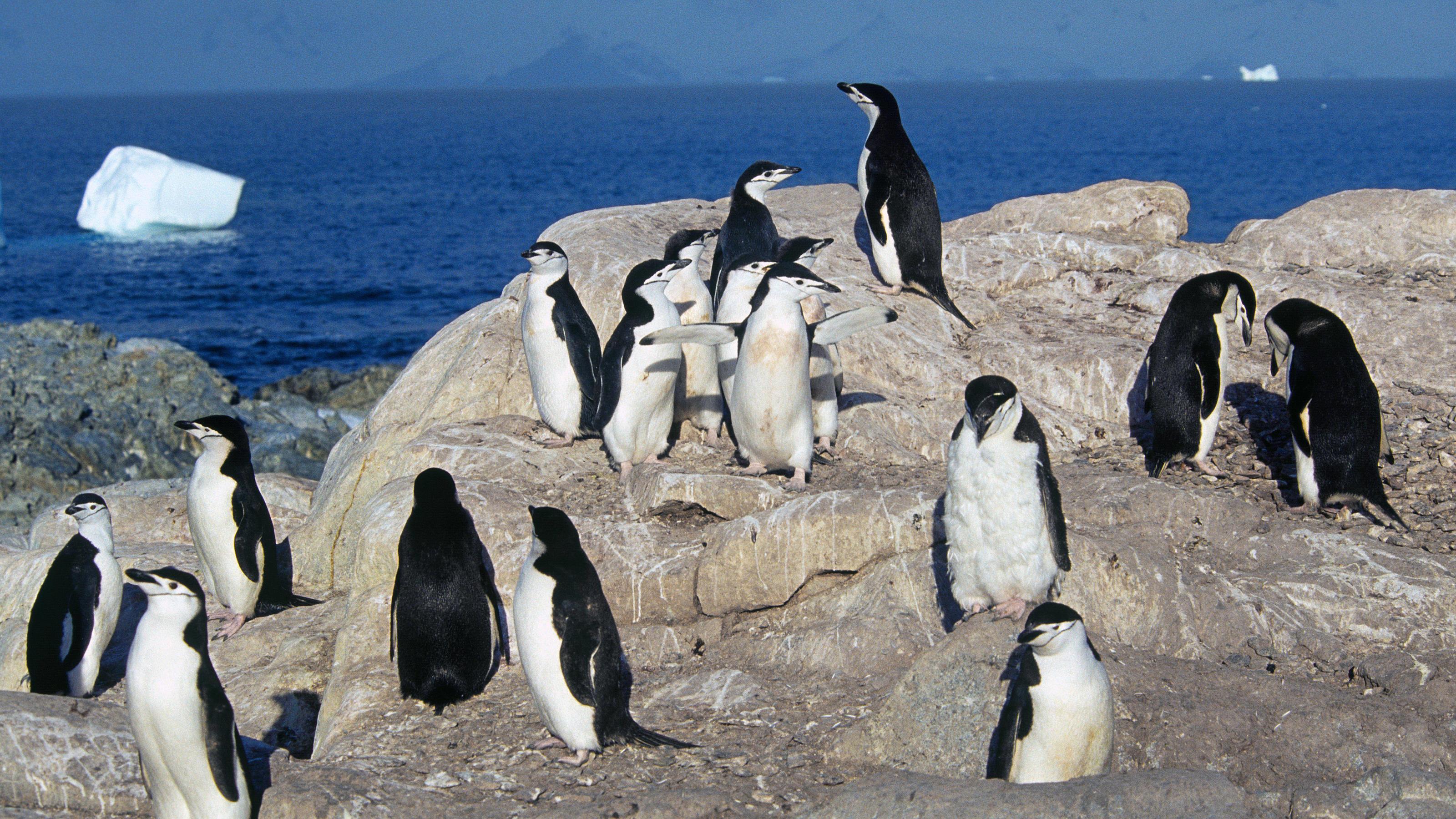 Extreme Temperaturen: Hitzewelle in der Antarktis Zügelpinguine (Pygoscelis antarctica), Kolonie, stehen an Felsküste, Antarktische Halbinsel, Antarktis, Antarktika *** Reindeer penguins Pygoscelis antarctica colony stand on rocky coast Antarctic peninsula Antarctica Antarctica Copyright: imageBROKE
