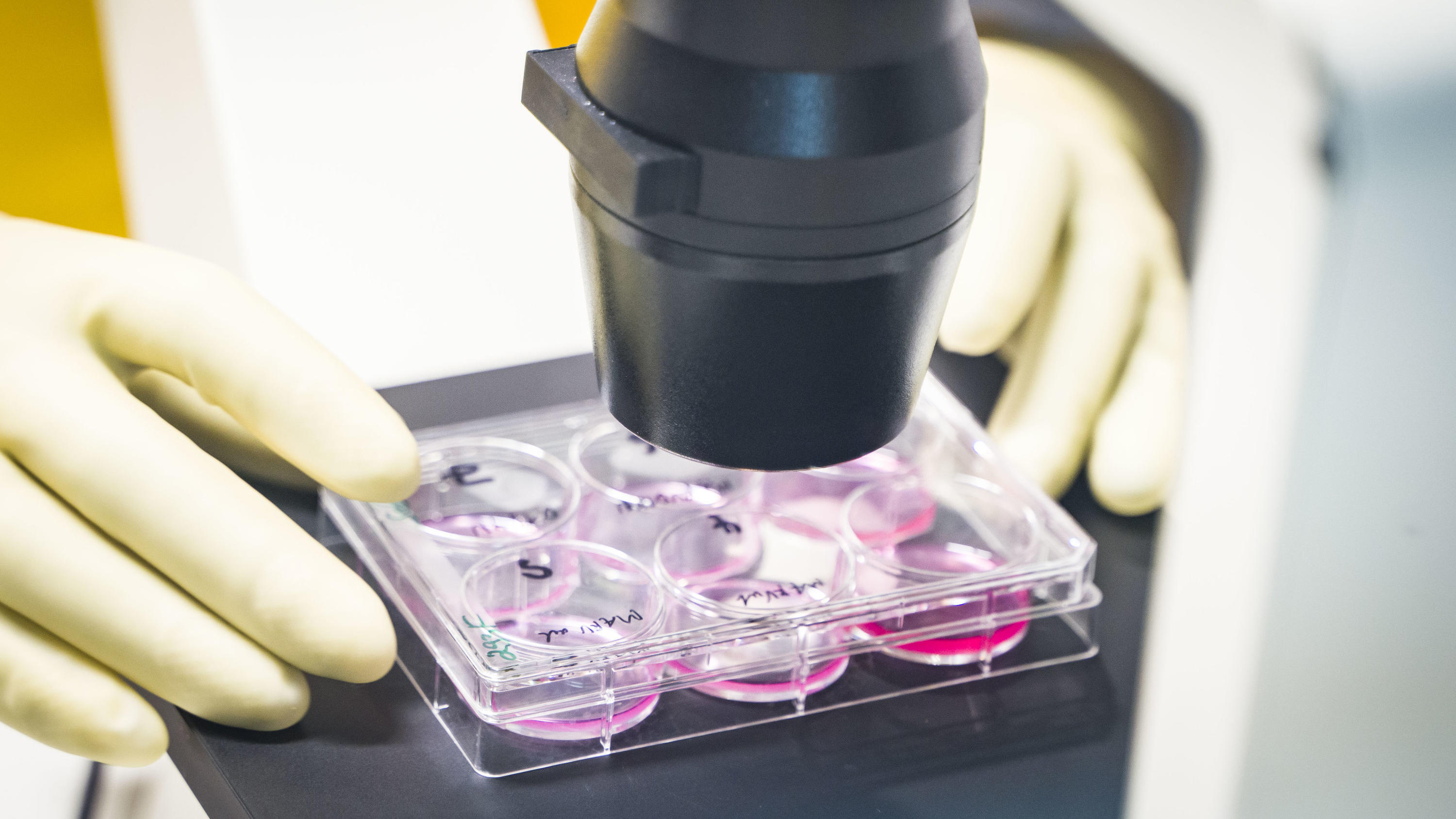 Coronavirus aus China: Chronik der bisherigen Ausbreitung - Teil 5 31.01.2020, Hessen, Marburg: Ein Mitarbeiter arbeitet in einem Labor an Organismen im Hochsicherheitsbereich des Instituts für Virologie der Philipps-Universität Marburg. Hessens Wissenschafts- und Sozialminister besuchten am gleichen Tag das Institu