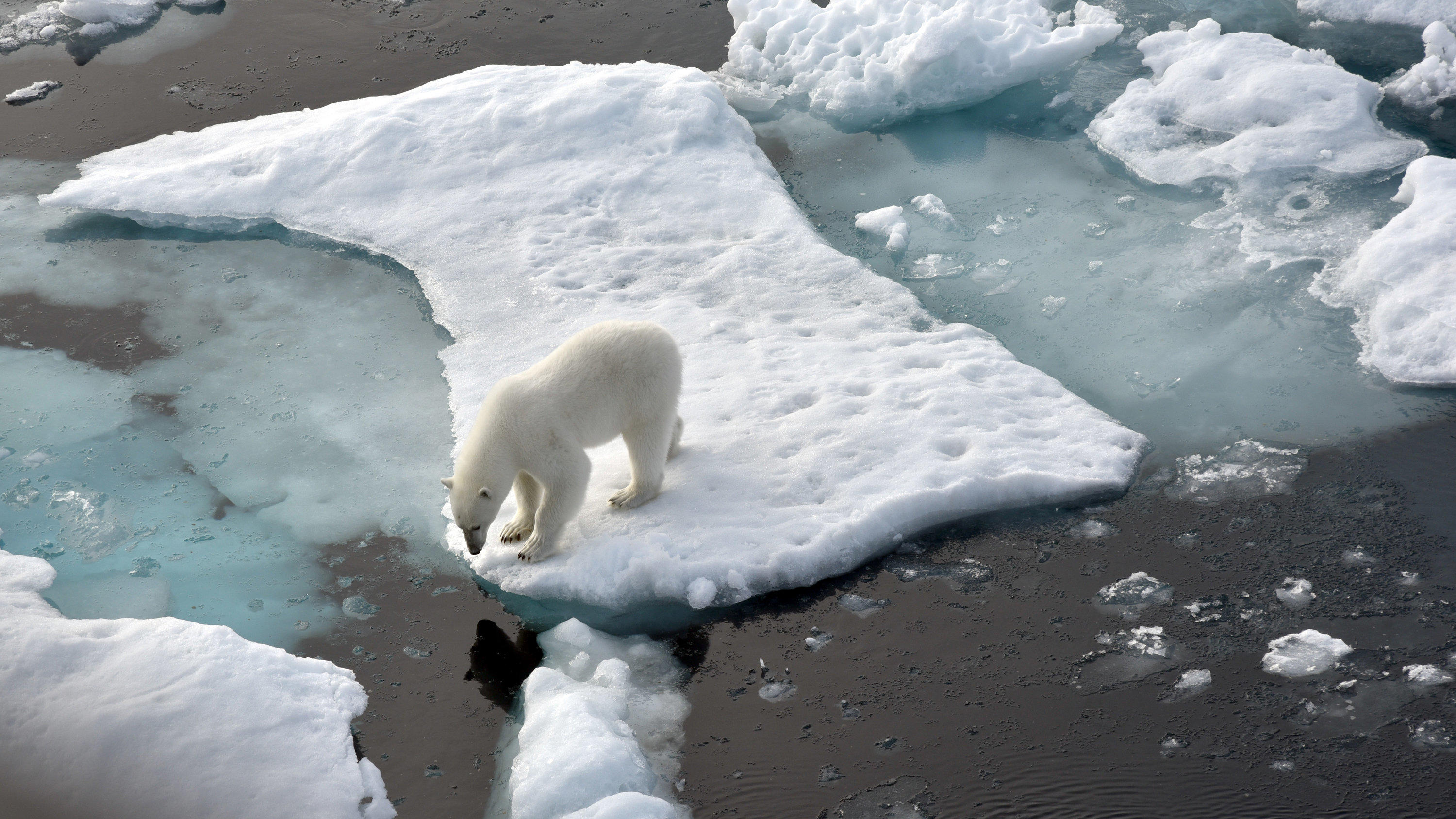 Neuer Klimazeitraum - Extreme werden normal Der Lebensraum wird knapp