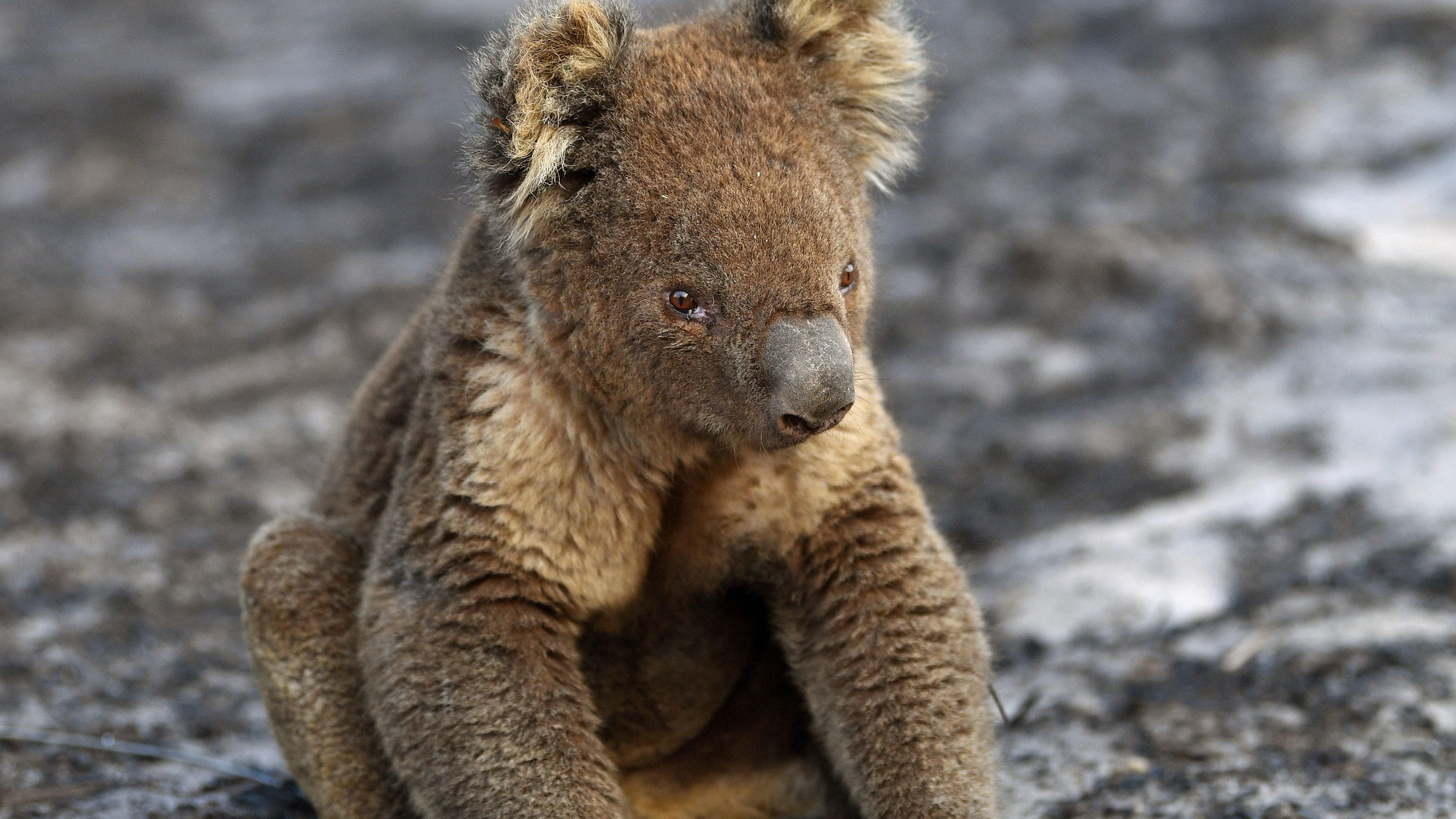 Australische Buschfeuer: Verheerende Schadensbilanz der Brände ARCHIV - 07.01.2020, Australien, Kangaroo Island: Ein verletzter Koala sitzt nach den Buschfeuern auf Kangaroo Island. (zu dpa