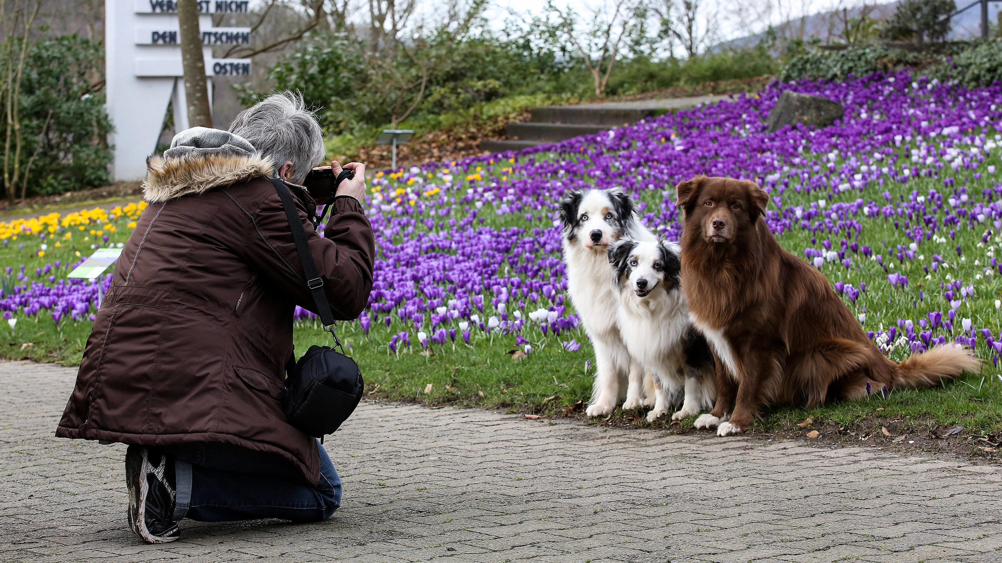 Jetzt ist es offiziell: So warm und nass war es nur selten Der Fruehling kuendigt sich im Siegerland an, Krokusse bluehen im Schlosspark am Oberen Schloss in Siegen auf einer Wiese, eine Frau fotografiert Ihre Hunde Australian Shepherd mit der Blumenpracht Fruehlingsboten im Siegerland am 08.03.2020 in Siege