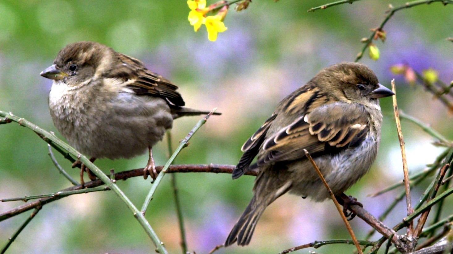 Der Klimawandel lässt Vögel schrumpfen Zwei Spatzen sitzen aufgeplustert auf den Zweigen eines noch spärlich blühenden Ginsterstrauchs, aufgenommen am 13.3.2002 in Dresden. Frühlingsgefühle mochten sich bei dem nass-kaltem Wetter noch nicht recht einstellen. In einer Woche ist Frühlingsan
