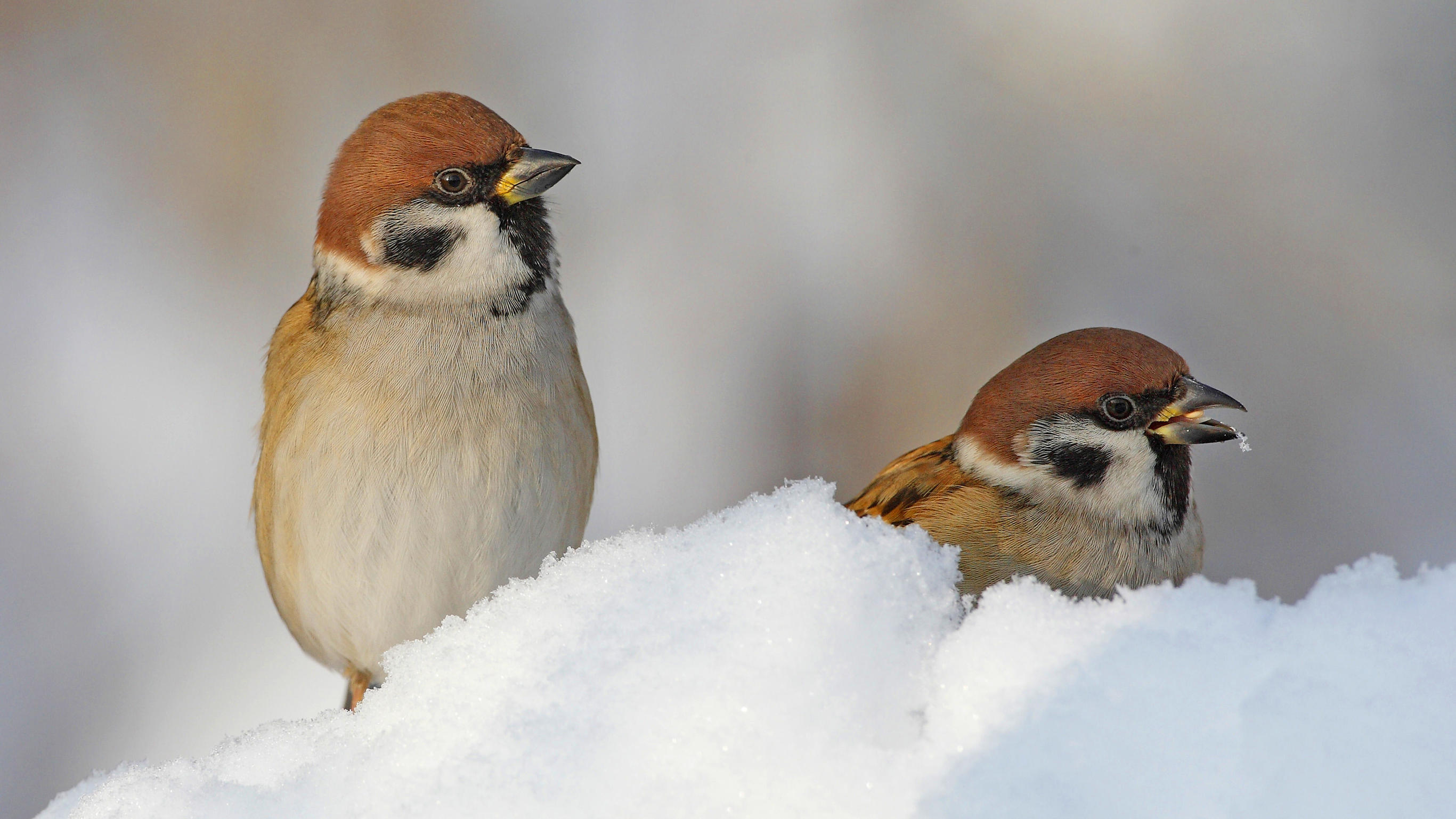 Der Klimawandel lässt Vögel schrumpfen Feldsperling, Feld-Sperling, Feldspatz, Feld-Spatz (Passer montanus), zwei Feldsperlinge im Schnee, Deutschland | Eurasian tree sparrow (Passer montanus), two tree sparrows in the snow, Germany | Verwendung weltweit