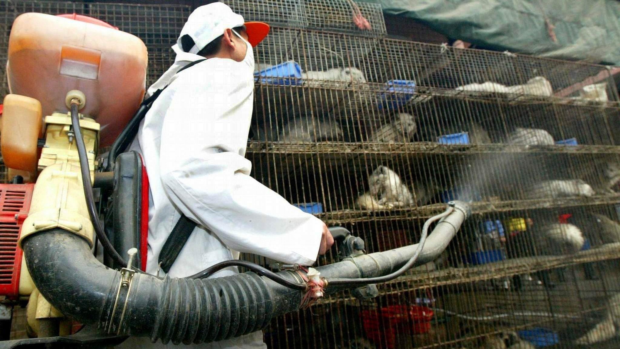 Wie das Coronavirus zum Menschen kam Ein Arbeiter desinfiziert am 6.1.2004 auf einem Wildtiermarkt in Guangzhou Käfige mit Larvenrollern. Der aktuelle bestätigte Sars-Fall ist nach Angaben von Wissenschaftlern möglicherweise auf Wildtiere zurückzuführen, die in Südchina als Delikatesse