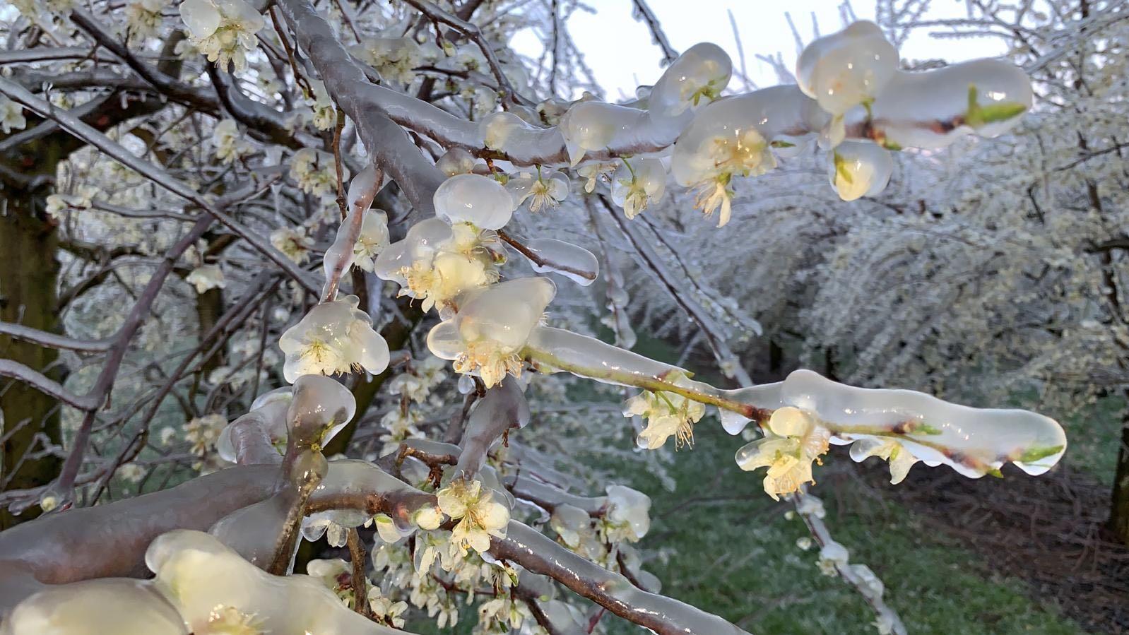 Weniger Wolken durch Corona: Das könnte unser Wetter beeinflussen Frostschutz durch Beregnung.