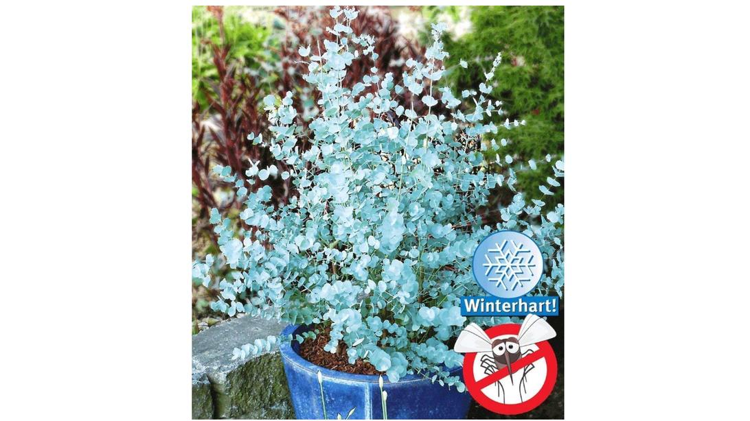 Schattengewächse: Tipps für die beliebtesten Pflanzen in dunklen Beeten Blaugummibaum von Baldur Garten.