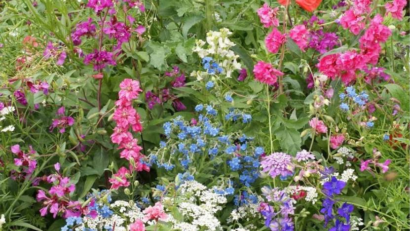 Schattengewächse: Tipps für die beliebtesten Pflanzen in dunklen Beeten Wildblumen von Saflax.
