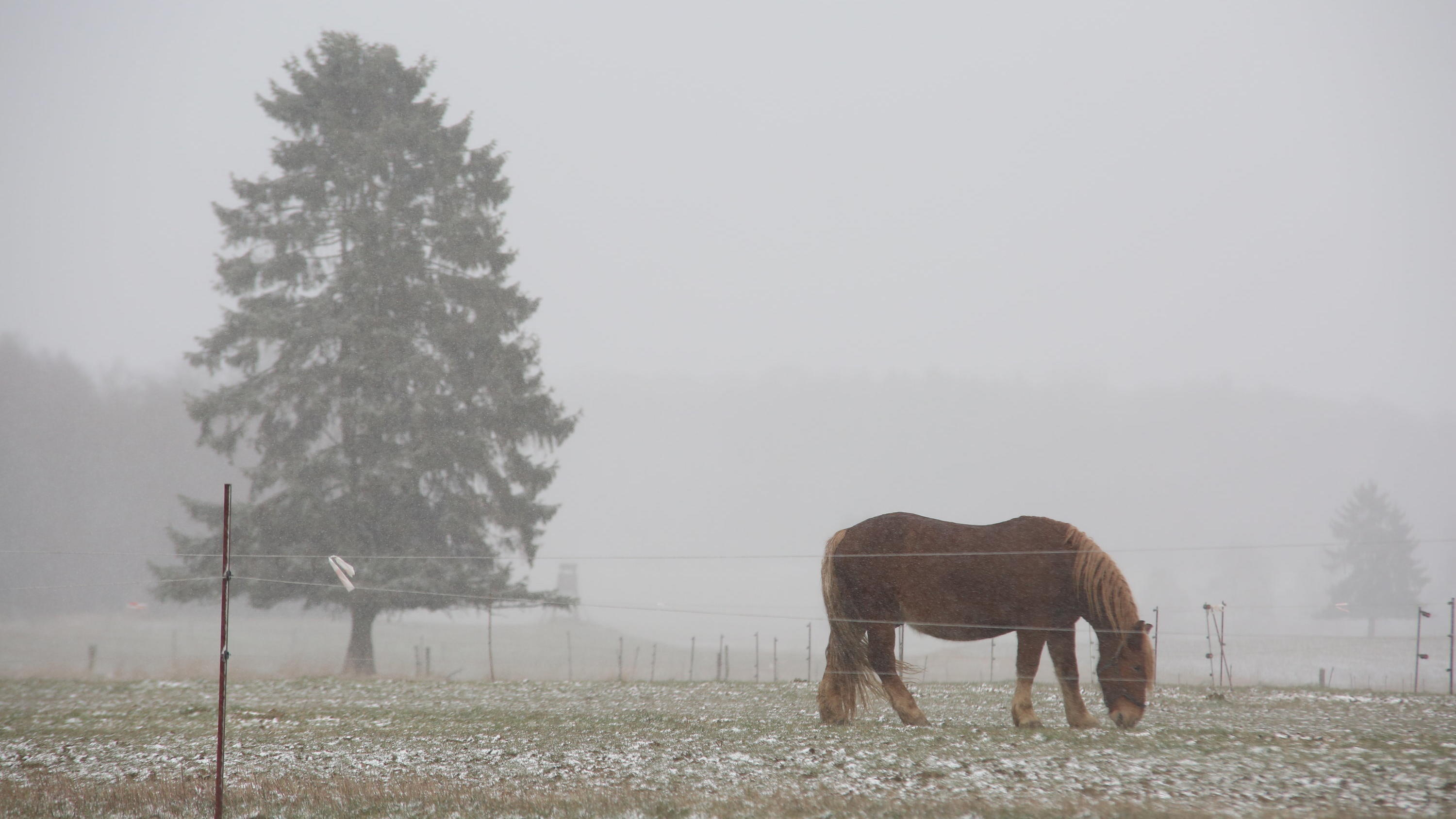Wetterbericht zum 31.03.2020: Frostige Nacht mit Glättegefahr 29.03.2020, Sachsen-Anhalt, Hasselfelde: Ein Pferd steht auf einer verschneiten Koppel in Hasselfelde. Das sonnige Wetter de vergangenen Tage wurde durch kühlere Temperaturen und Schneefall abgelöst. Im Oberharz bildete sich eine geschlossne Schneede