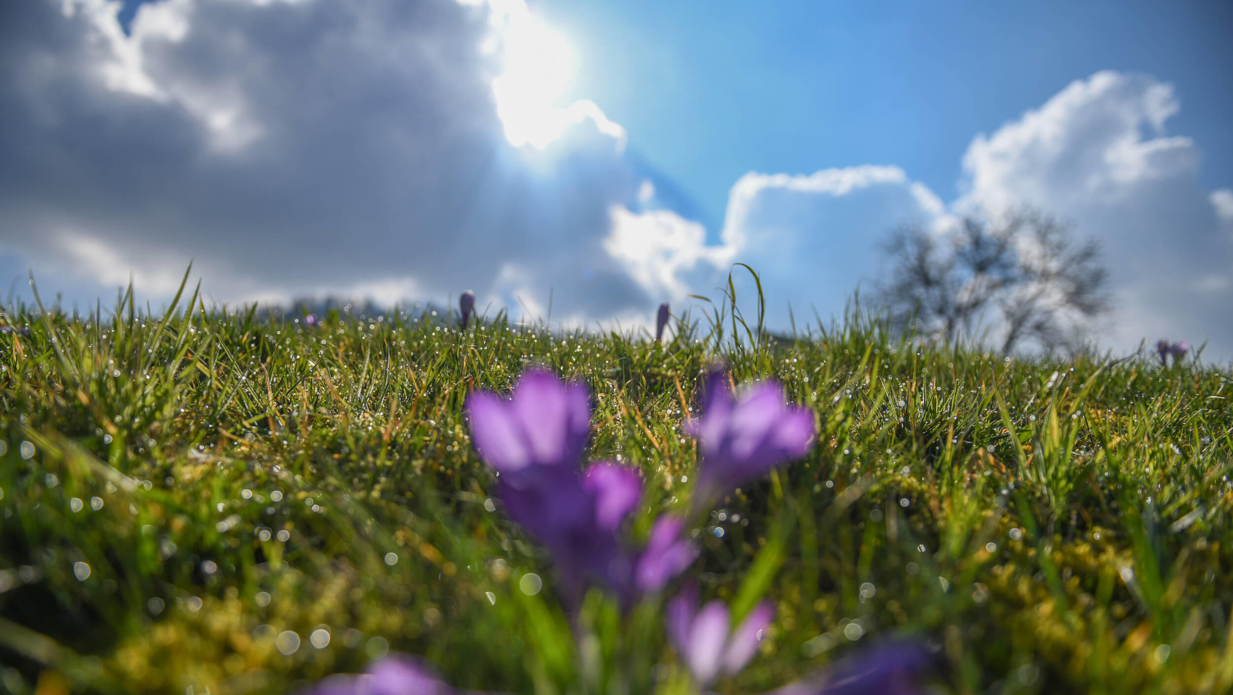 Wie sich das Wetter auf das Coronavirus auswirkt Frühblüher bei Sonnenschein, Der Frühling ist da und die Natur erwacht jeden Tag mehr. Bei Schwäbisch Gmünd im Ostalbkreis blühen die Blumen am 18. März und werden von der Sonne angestrahlt. Die Sonnenstrahlen locken bereits seit Wochen Frühblüher au