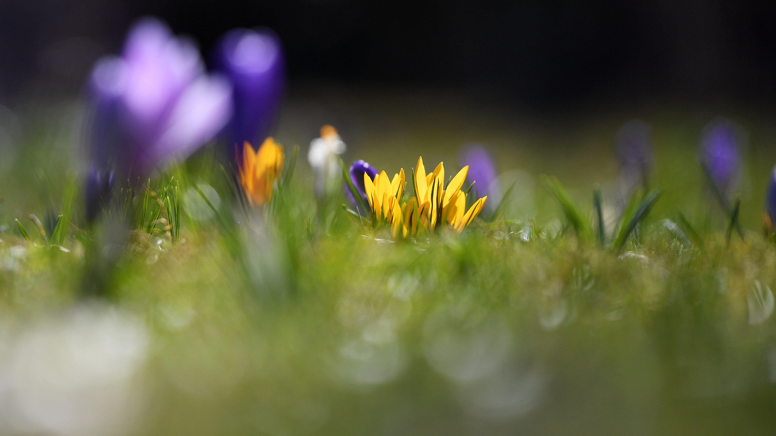 Der zu warme März war kälter als der Februar 23.03.2020, Bayern, Garmisch-Partenkirchen: Krokusse blühen im Michael-Ende-Kurpark. Foto: Angelika Warmuth/dpa +++ dpa-Bildfunk +++