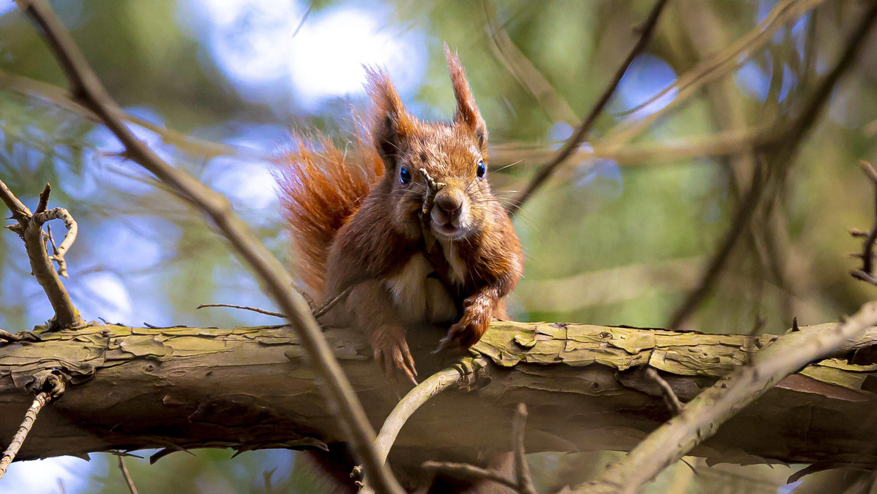 7-Tage-Wettertrend: Ein paar Tropfen, ansonsten Sonnenschein News Bilder des Tages Eurasisches Eichhörnchen in der Natur, 04.04.20 Luebeck Schleswig-Holstein Germany *** Eurasian squirrel in the wild, 04 04 20 Luebeck Schleswig Holstein Germany Copyright: xAgentur54Gradx/xFelixxKoenigx