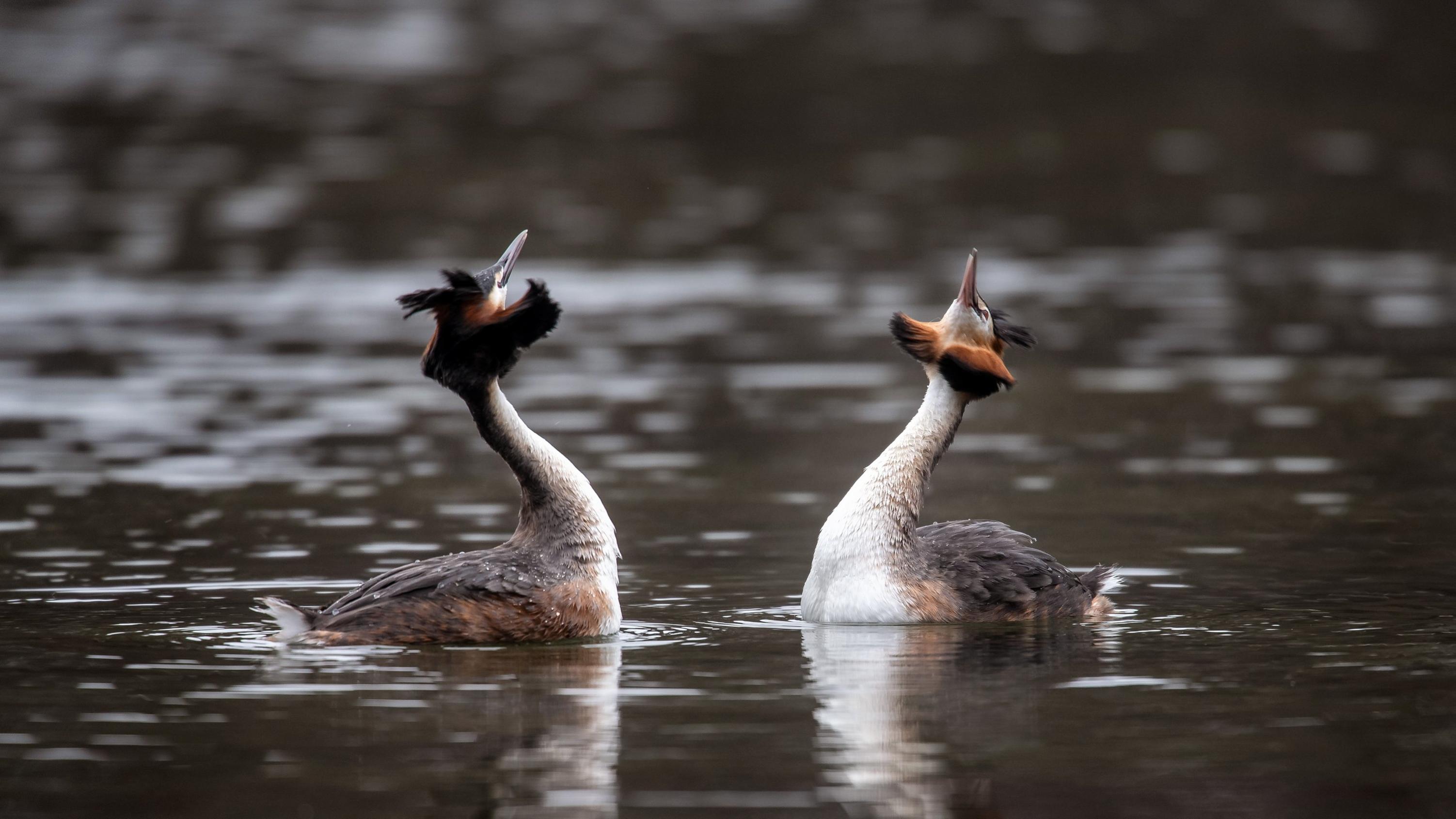 7-Tage-Wettertrend: Ein paar Tropfen, ansonsten Sonnenschein 01.04.2020, Bremen: Zwei Haubentaucher balzen auf dem Hollersee im Bürgerpark. Foto: Sina Schuldt/dpa +++ dpa-Bildfunk +++