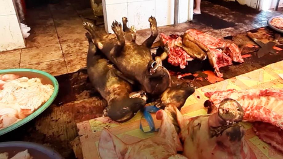 Nichts aus der Krise gelernt: Wildtiermärkte in Asien weiter geöffnet Wildtiermarkt