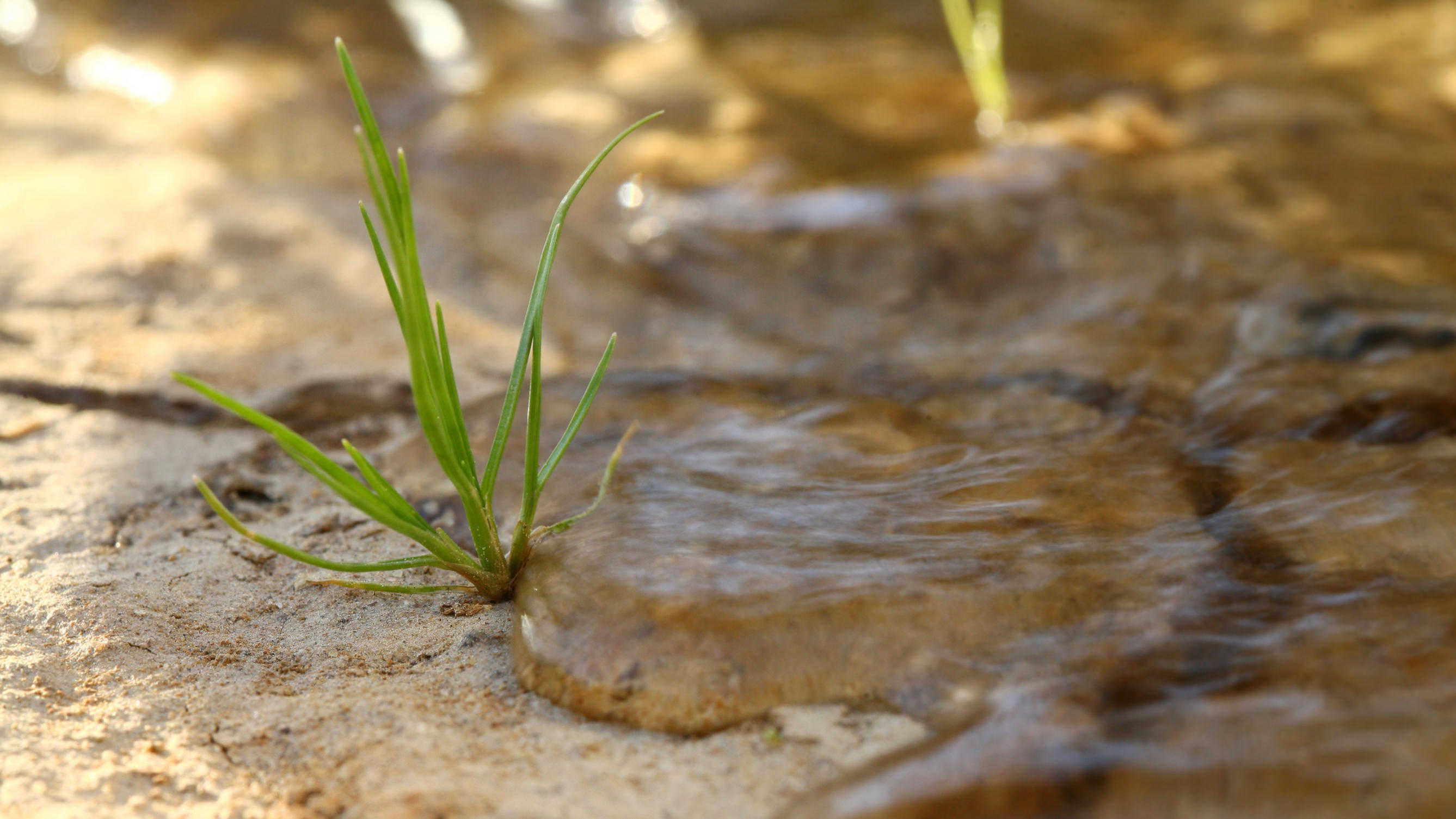 Mehr Regen in der Sahara als bei uns im April Small plant growing out of dry cracked ground getting some fresh water.