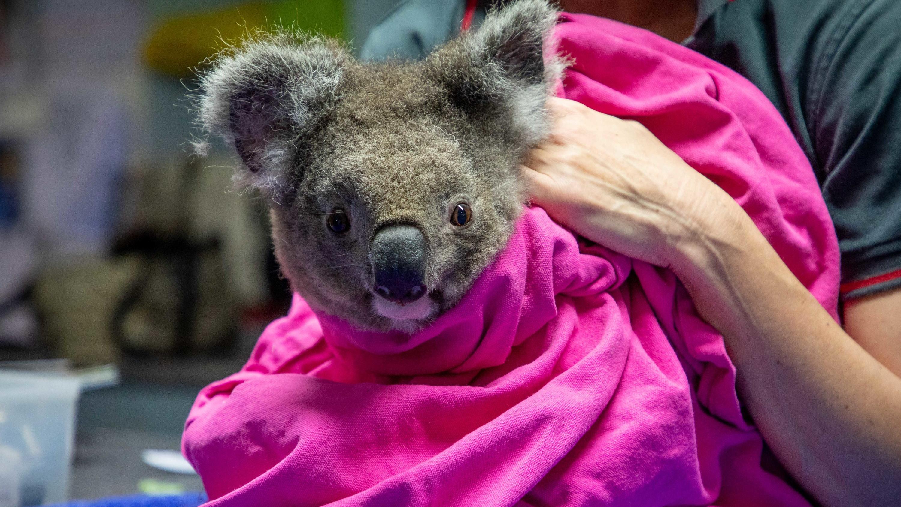 Buschbrände in Australien: Geheilte Koalas in die Freiheit entlassen HANDOUT - 02.04.2020, Australien, Port Macquarie: Das vom Koala-Krankenhaus von Port Macquarie zur Verfügung gestellte Foto zeigt Anwen (4), das erste Weibchen, das nach einem Buschfeuer ins Koala-Krankenhaus gekommen war. Nach den schweren Buschbrän