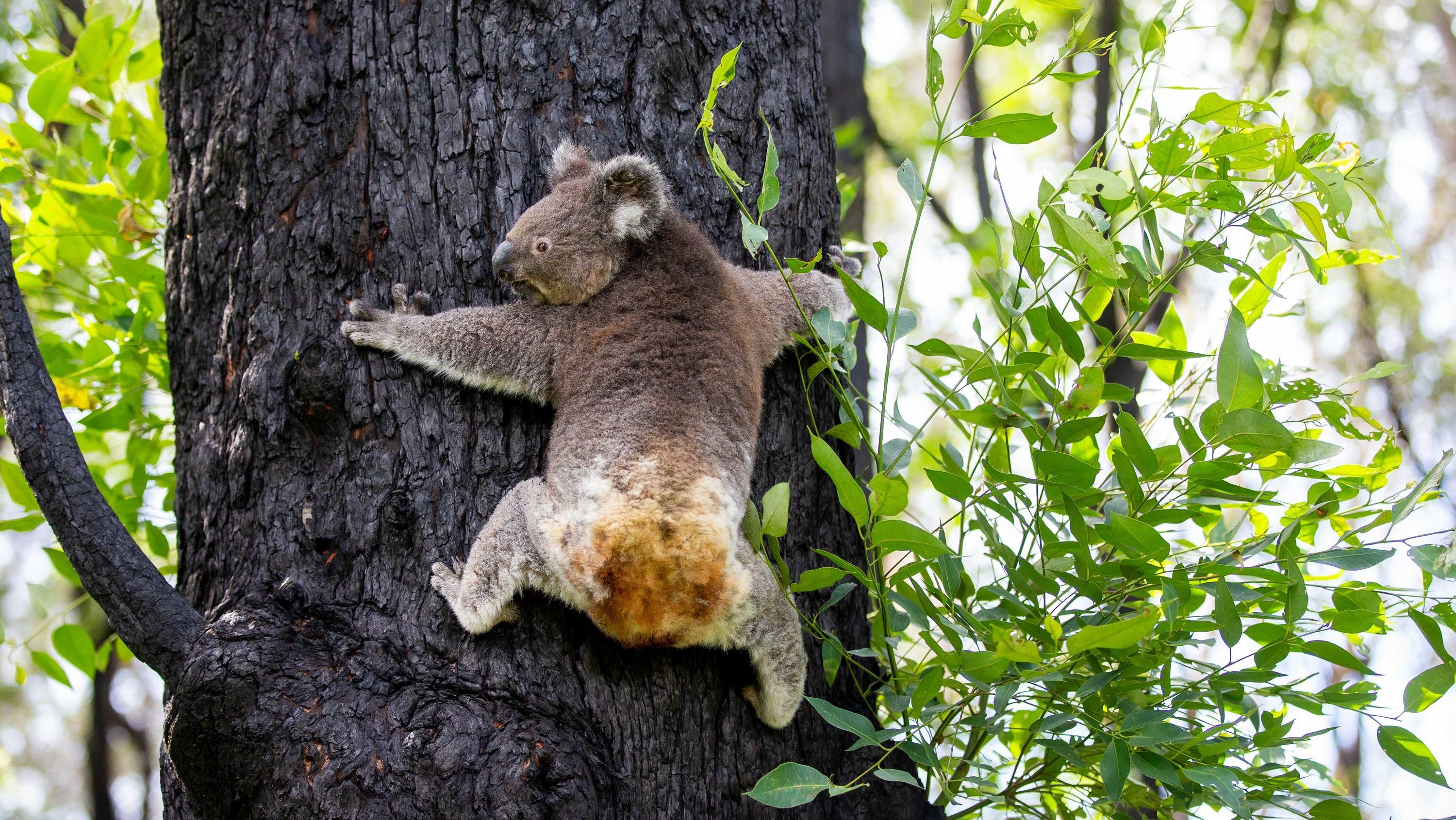 Buschbrände in Australien: Geheilte Koalas in die Freiheit entlassen HANDOUT - 02.04.2020, Australien, Port Macquarie: Das vom Koala-Krankenhaus von Port Macquarie zur Verfügung gestellte Foto zeigt Anwen (4), das erste Weibchen, das nach einem Buschfeuer ins Koala-Krankenhaus gekommen war wieder in Freiheit. Nach den
