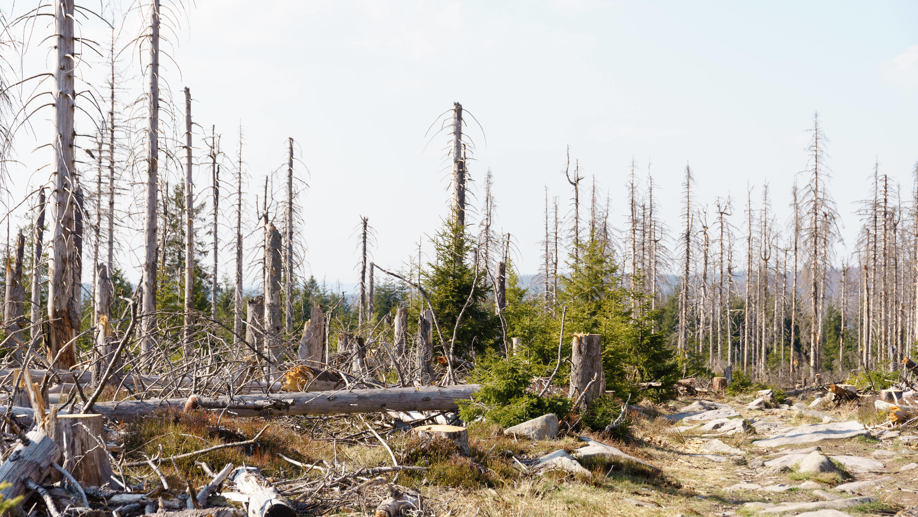 Trinkwasserknappheit in Deutschland - die versteckte Dürre Waldsterben im Harz: Unser Wald trocknet aus.