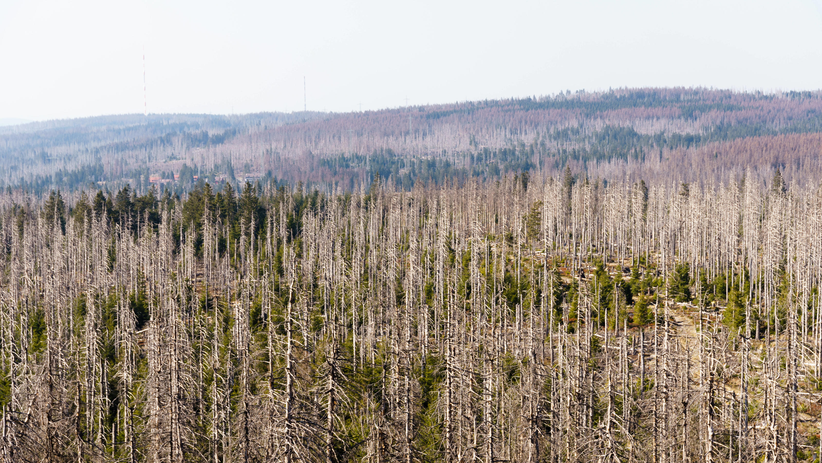Tote Bäume rund um den Brocken: Waldsterben im Harz Waldsterben im Harz 24.04.2020, Torfhaus Hessen: Abgestorbene Fichten im Harz in der Nähe der Achtermannshöhe., Torfhaus Deutschland *** Waldsterben im Harz 24 04 2020, peat house Hessen Dead spruces in the Harz near the Achtermannshöhe, peat house