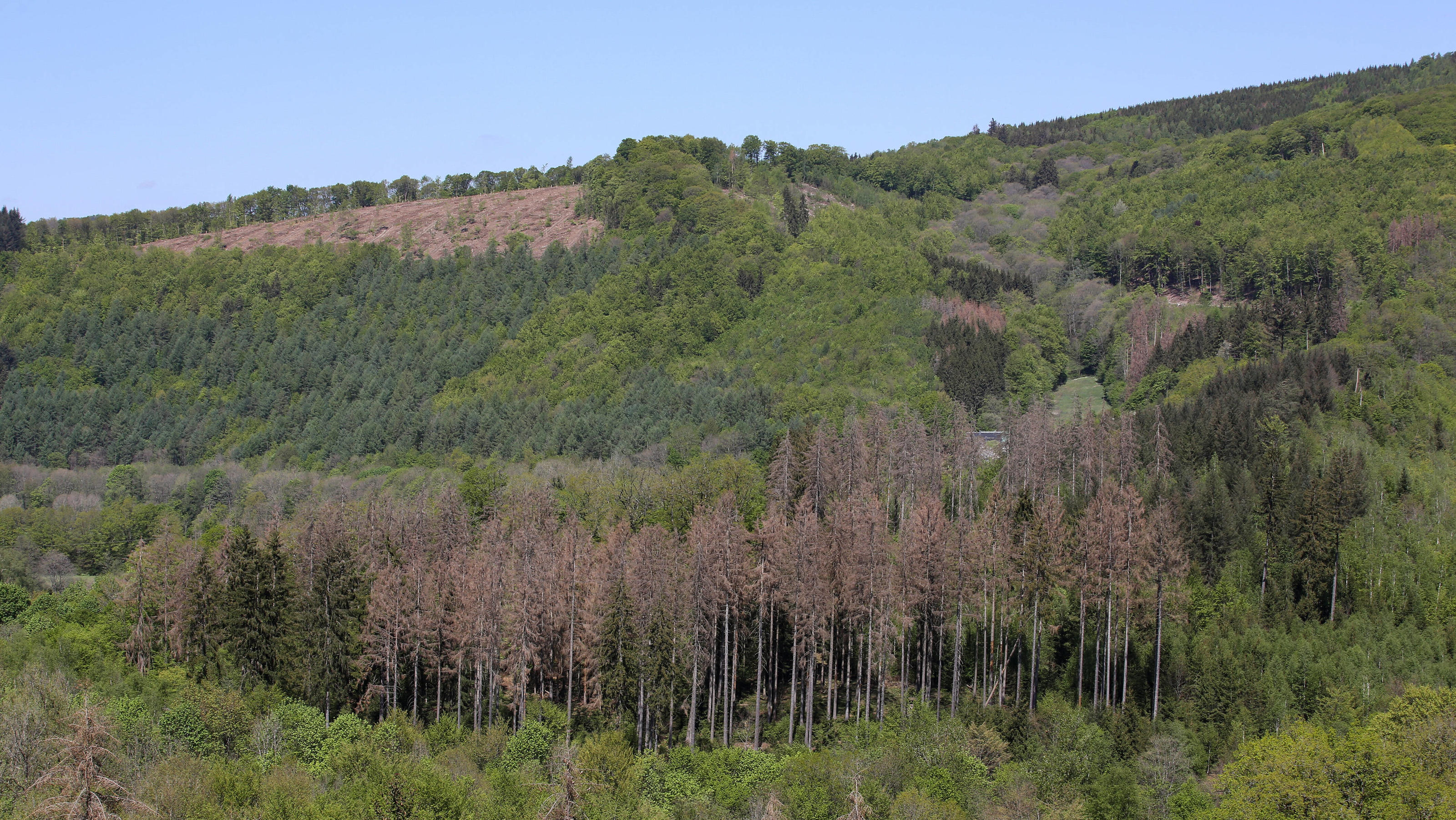 Jeden Tag 10 Stunden Sonnenschein - Rekord! Starke Trockenheit in Rheinland Pfalz, in den letzten Wochen hat es so gut wie nicht mehr geregnet, abgestorbene, vertrocknete Nadelbaeume, Kranker Wald bei Kirchen zwischen Brachbach und Katzenbach Fruehling in Rheinland-Pfalz am 26.04.2020 in Kirc