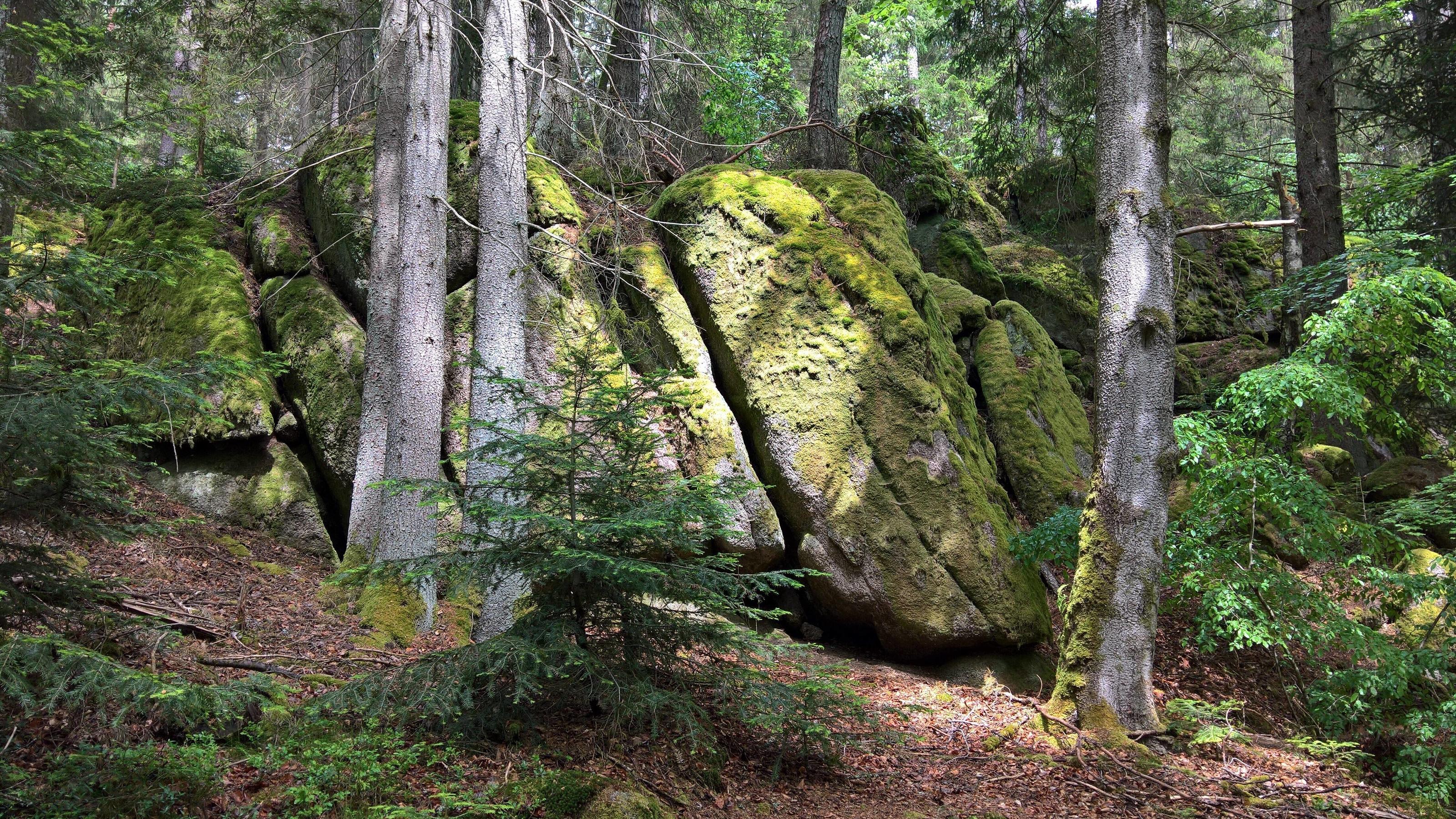Interview mit Peter Wohlleben: Wir müssen den Wald in Ruhe lassen Creative Highlights World Das Otterbachtal gehoert zu Altenthann, einer Gemeinde im Oberpfaelzer Landkreis Regensburg, im Falkensteiner Vorwald bzw vorderer Bayerischer Wald, in der Naehe von Donaustauf und Sulzbach Landkreis Regensburg an der Donau.