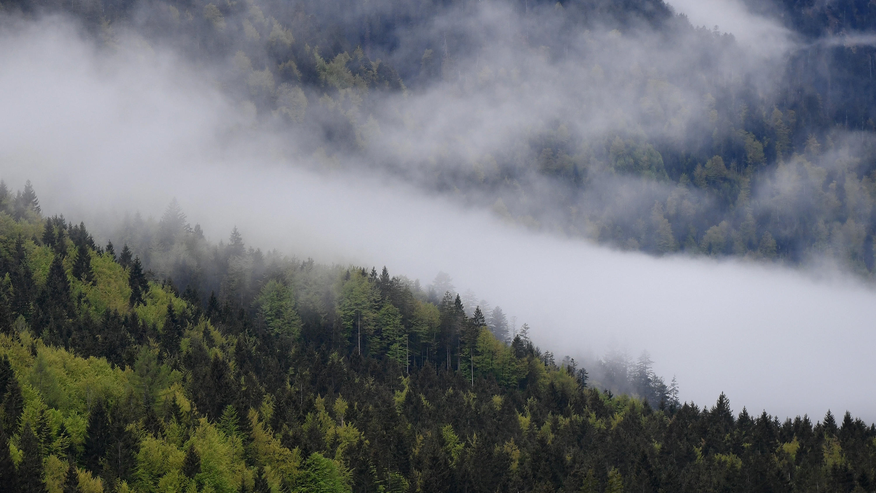 Interview mit Peter Wohlleben: Wir müssen den Wald in Ruhe lassen 04.05.2020, Bayern, Ettal: Nebelschwaden ziehen über den sattgrünen Wald an einem Berghang entlang. Foto: Angelika Warmuth/dpa +++ dpa-Bildfunk +++