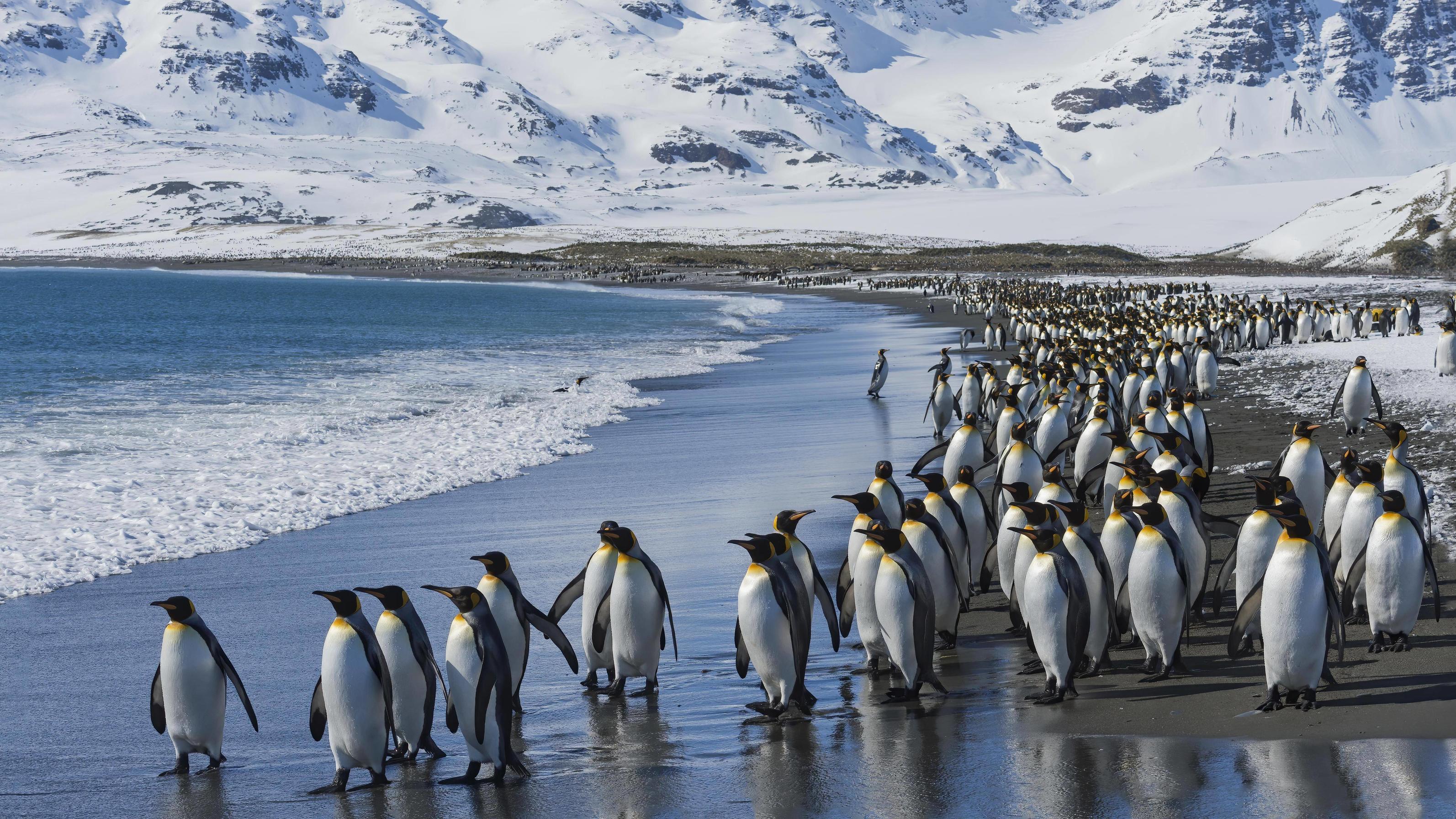 Pinguine in Sicherheit: Eisberg A68 zerfällt in kleine Brocken Königspinguine in Südgeorgien, Antarktis, Antarktika King penguins Aptenodytes patagonicus on the beach, Salisbury Plain, South Georgia, Antarctica, Antarctica